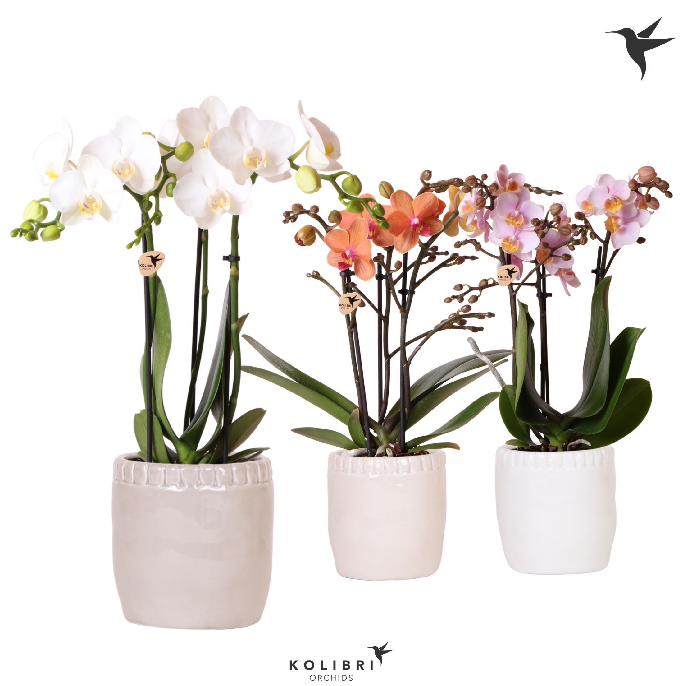 Kolibri Orchids Phalaenopsis mix 3 spike in Stones pot mix, D 9