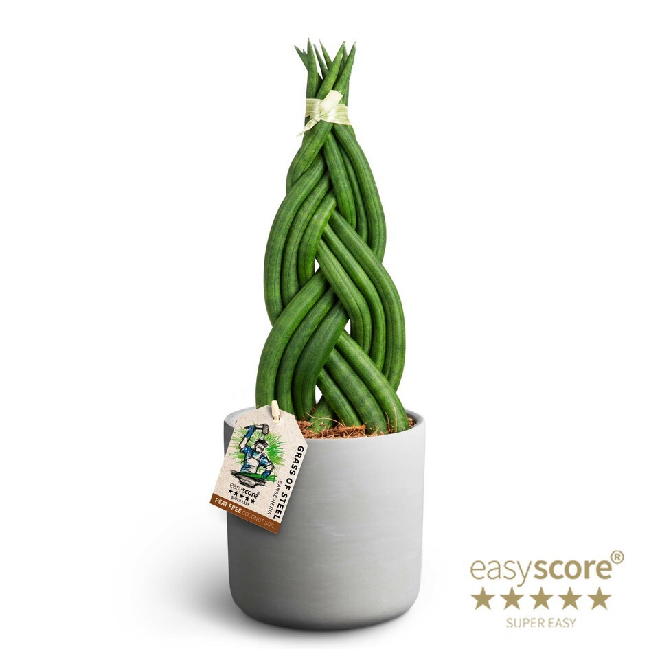 Raw Grey, Sansevieria Braid, D 12