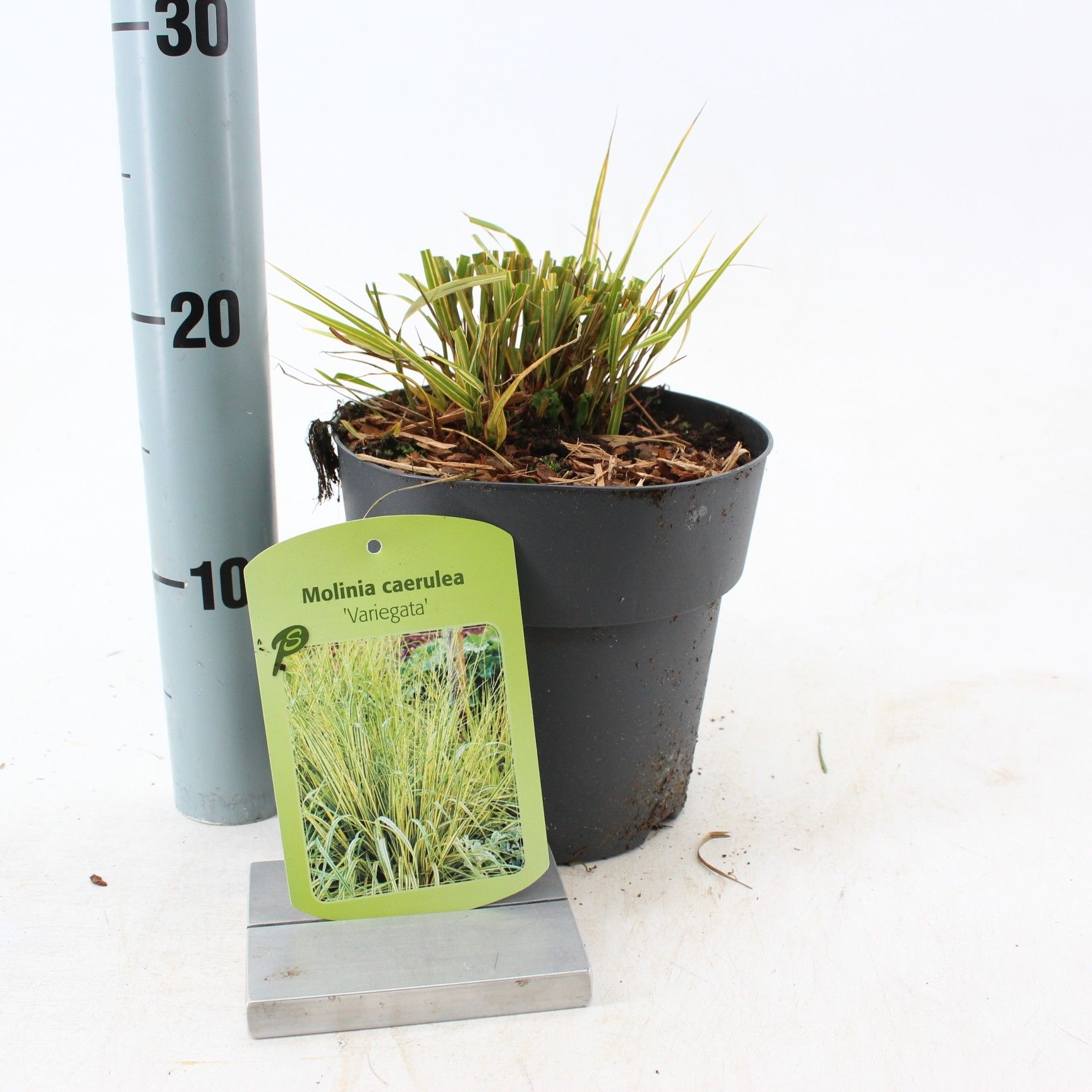 Molinia caerulea 'Variegata', D 17