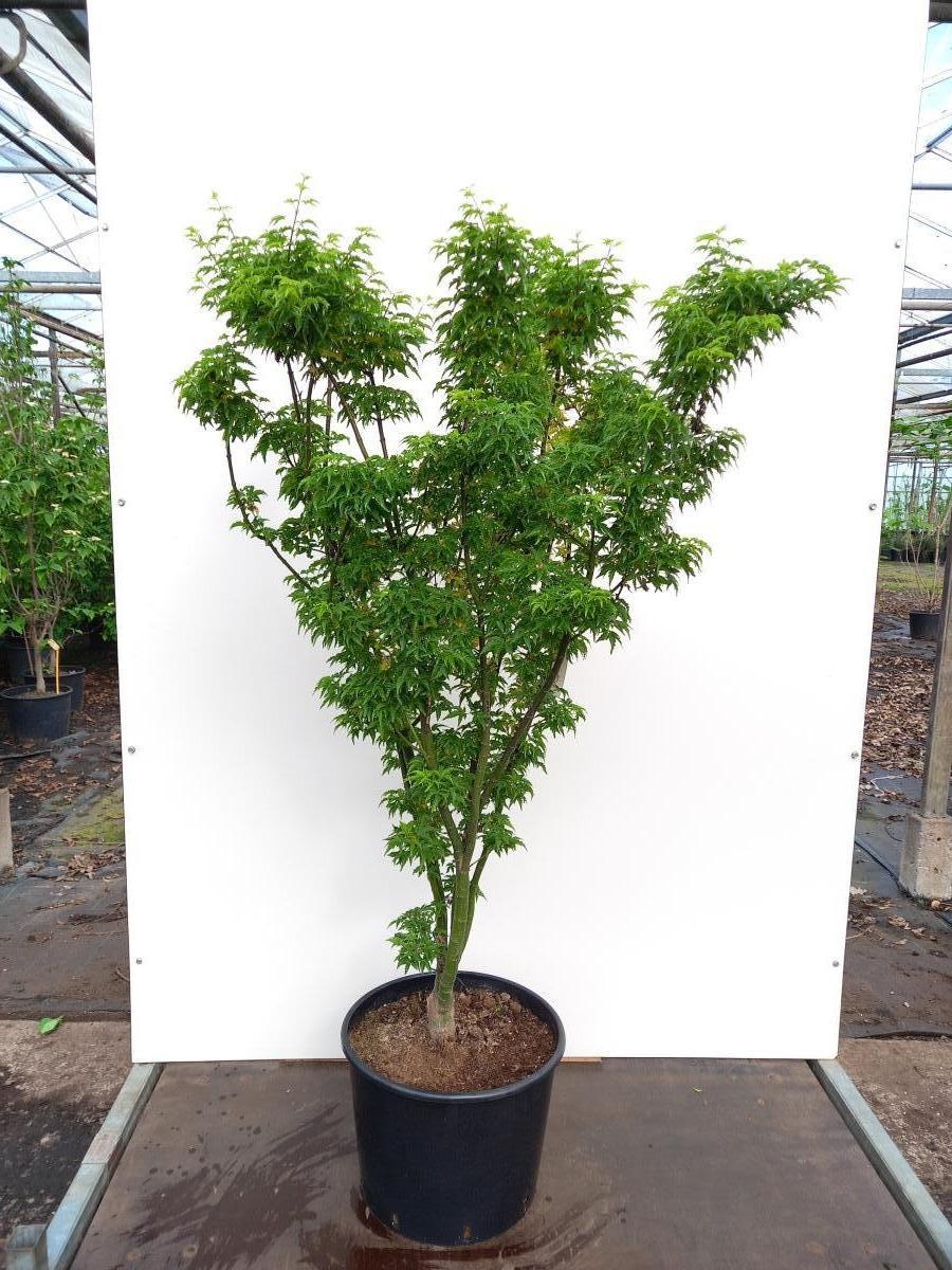 Acer pal. 'Shishigashira', D 40