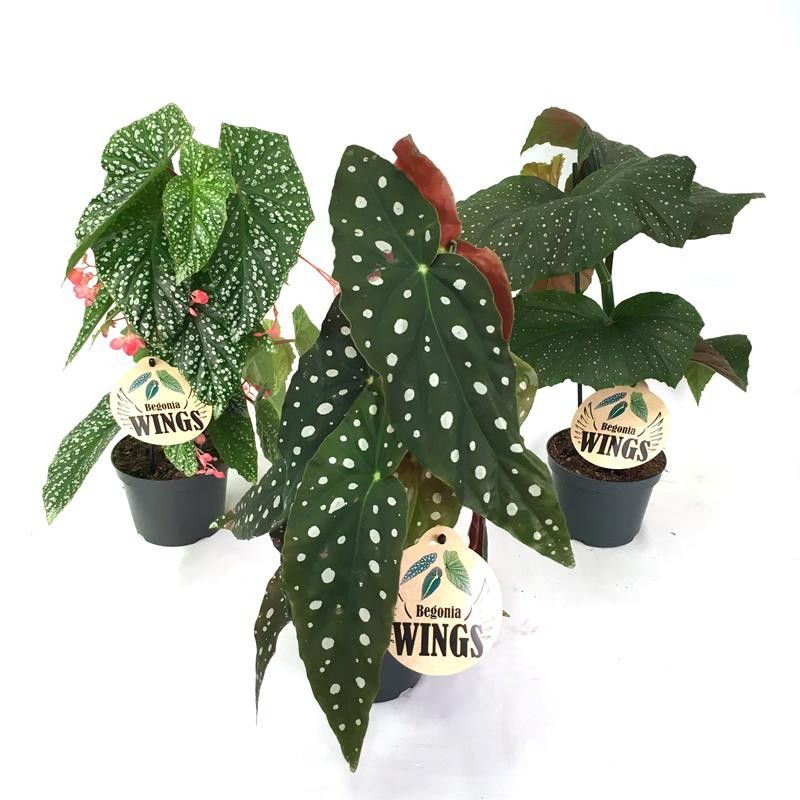 BEGONIA MACULATA 'Wings Mix', D 12