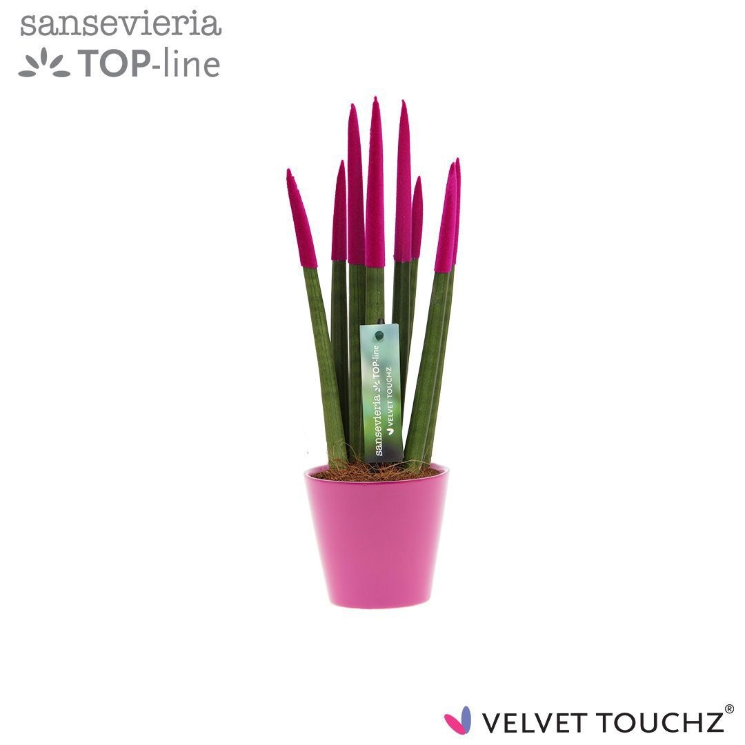Sansevieria VELVET TOUCHZ® Fuchsia In keramiek R'dam, D 8,5