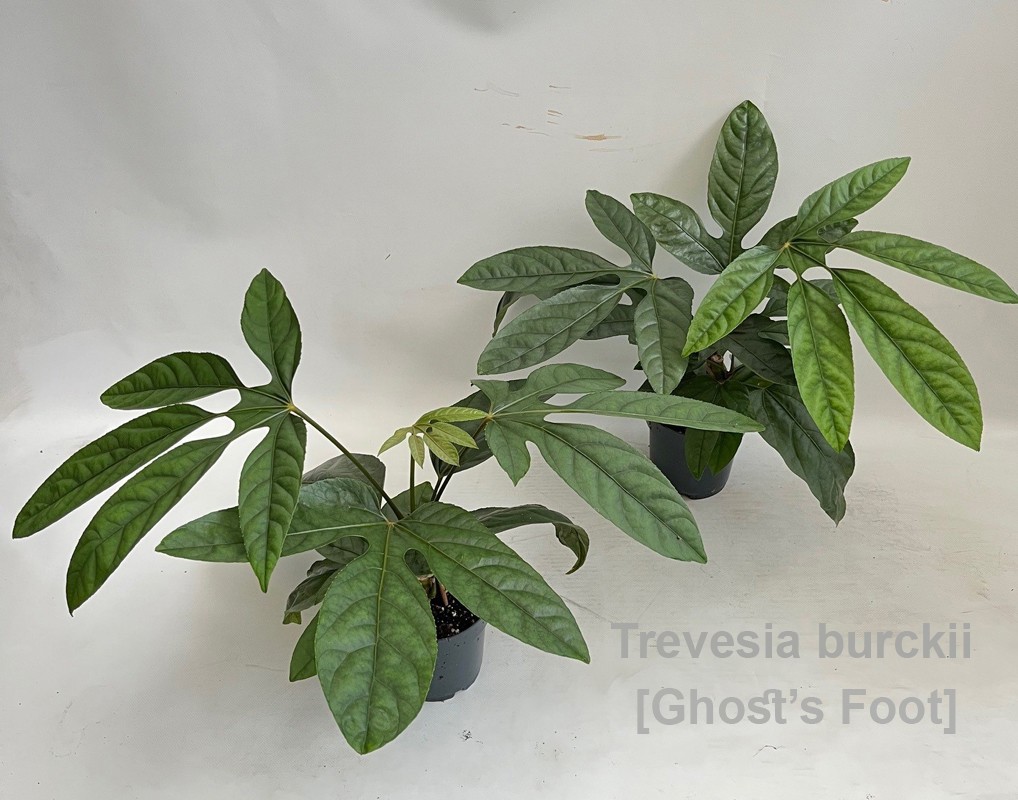 Trevesia burckii 14cm [Ghost's foot] *NEW*, D 14