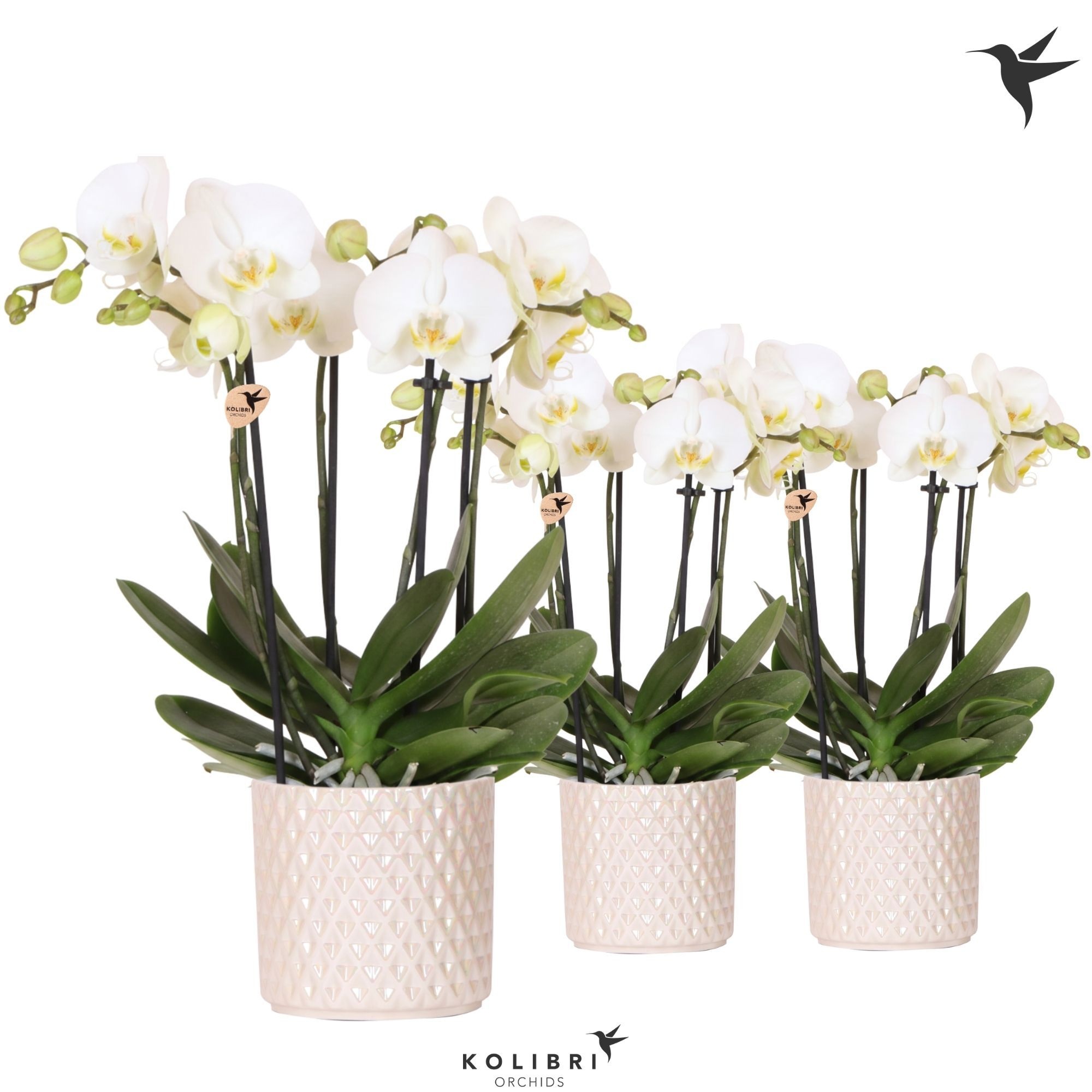 Kolibri Orchids Phalaenopsis Jewel Ghent 4 spike in Diamond Pearl pot travertine, D 12