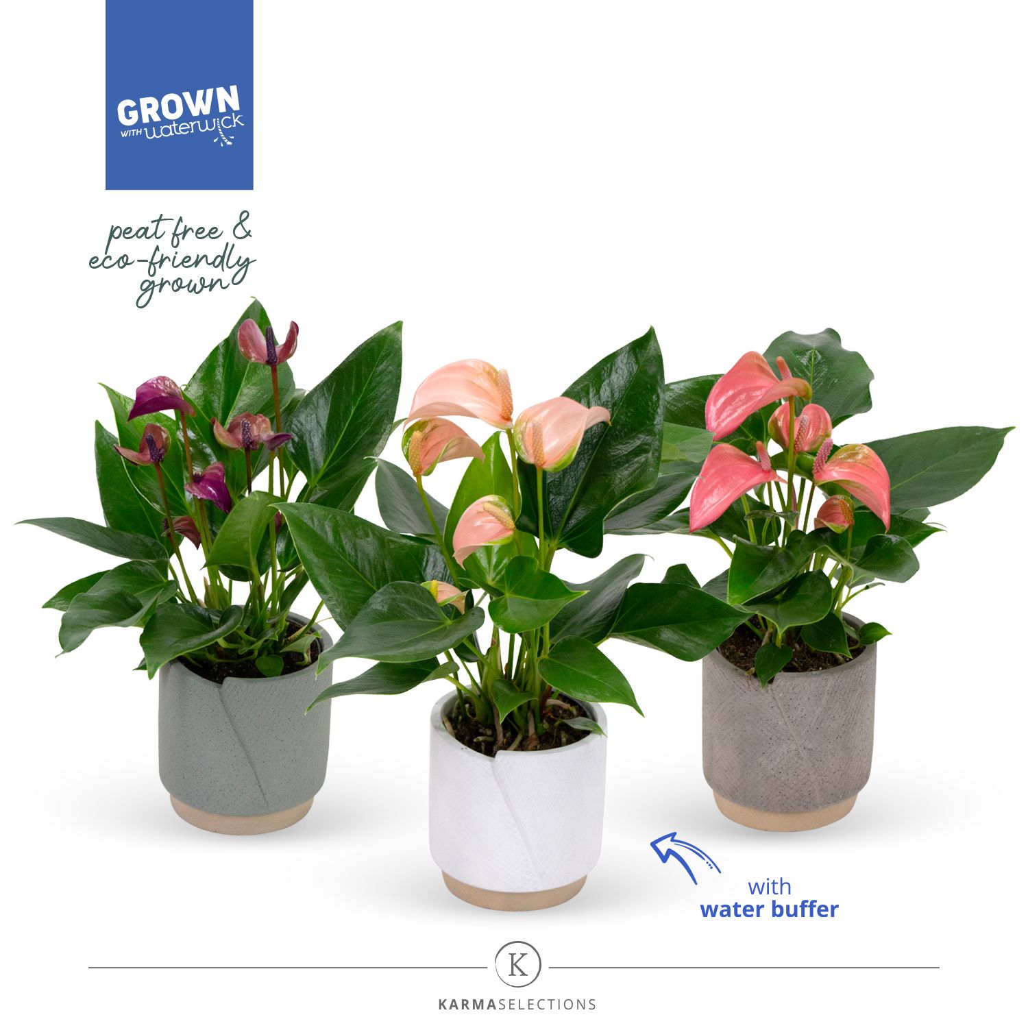 Mimesis Anthurium KARMA Multiflora Mix 9cm | Evy, D 9