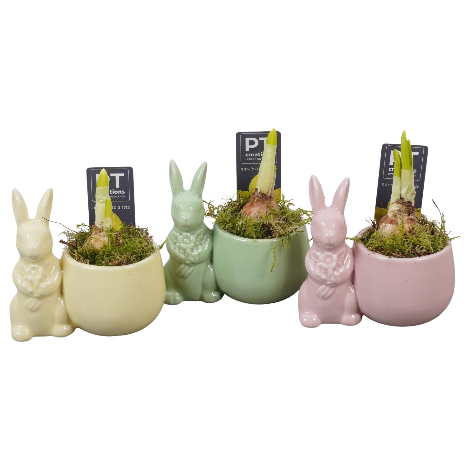 PTNP4540 Arrangement Narcissus Easter in keramiek konijn, D 12