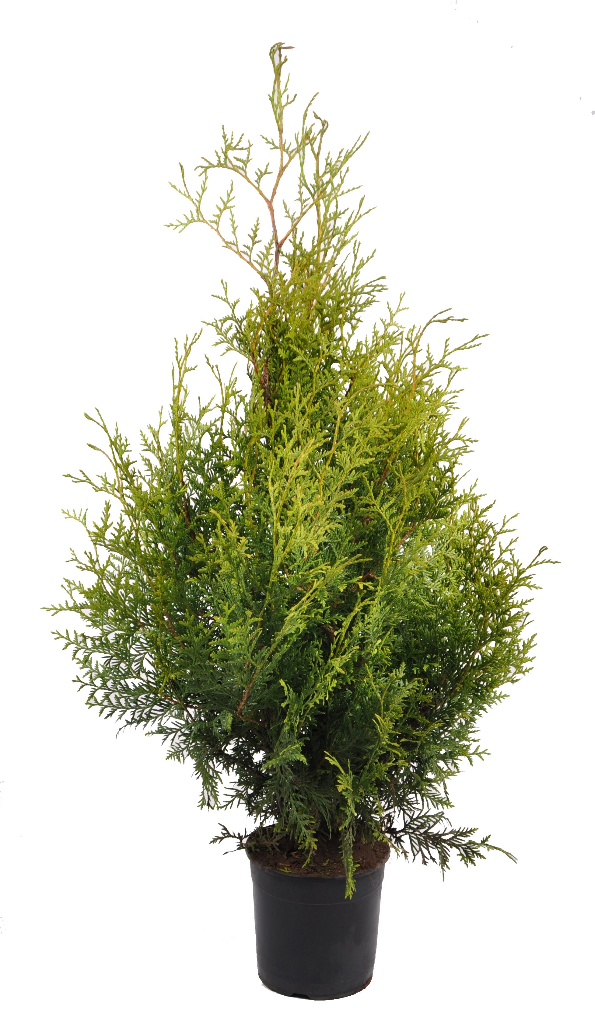 Thuja occ. brabant, plantmaat 60-80 cm - Rondgestoken -, D 19