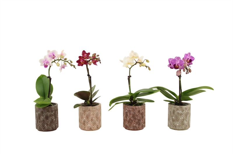 Betonpot p06 Brett Phal Tiny Dolls mix 1T07+ Aqua@, D 6