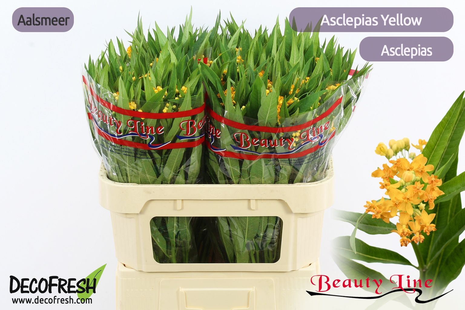 Асклепиа Инкарната Овериг 70, шт.