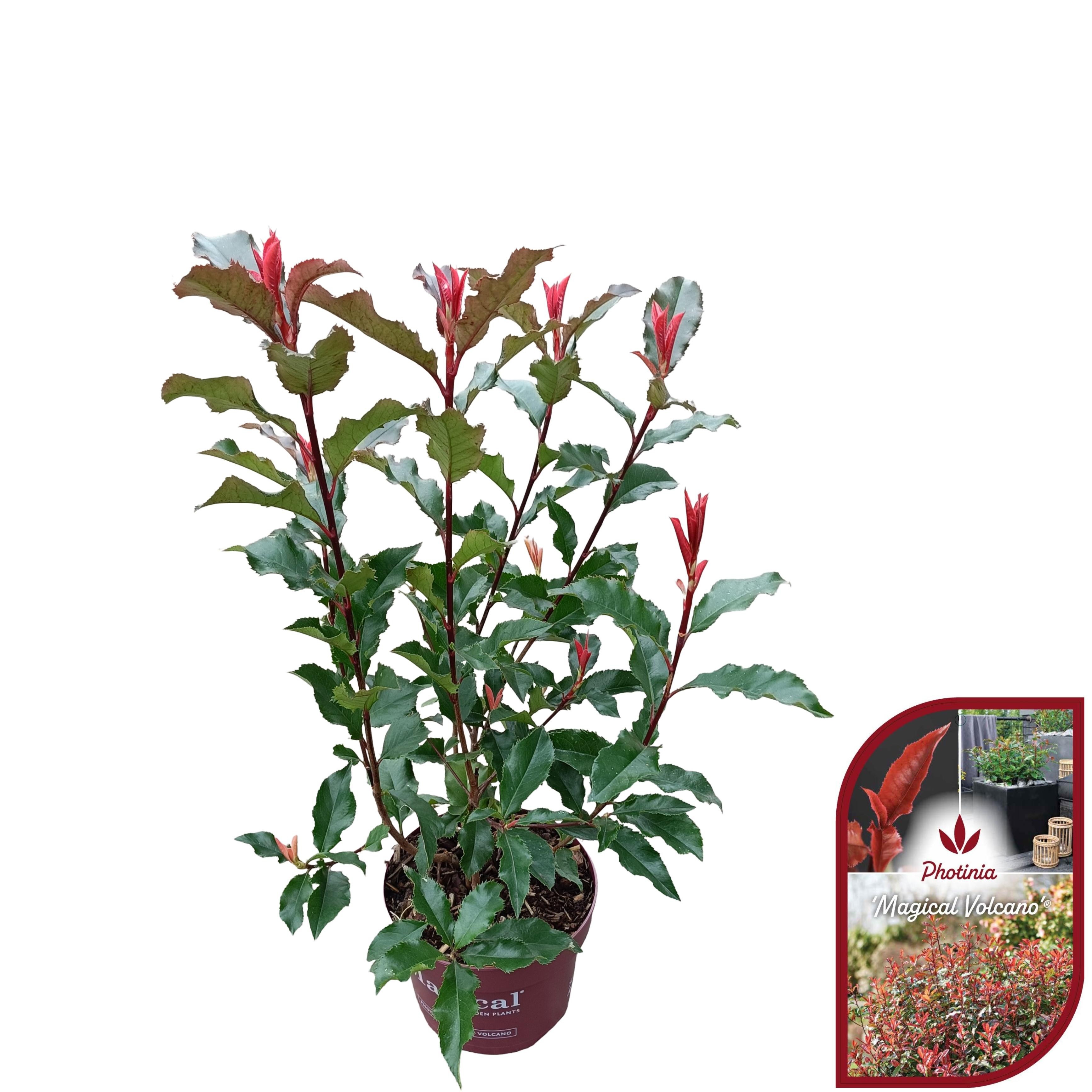Photinia fraseri 'Magical Volcano'® C2, D 17
