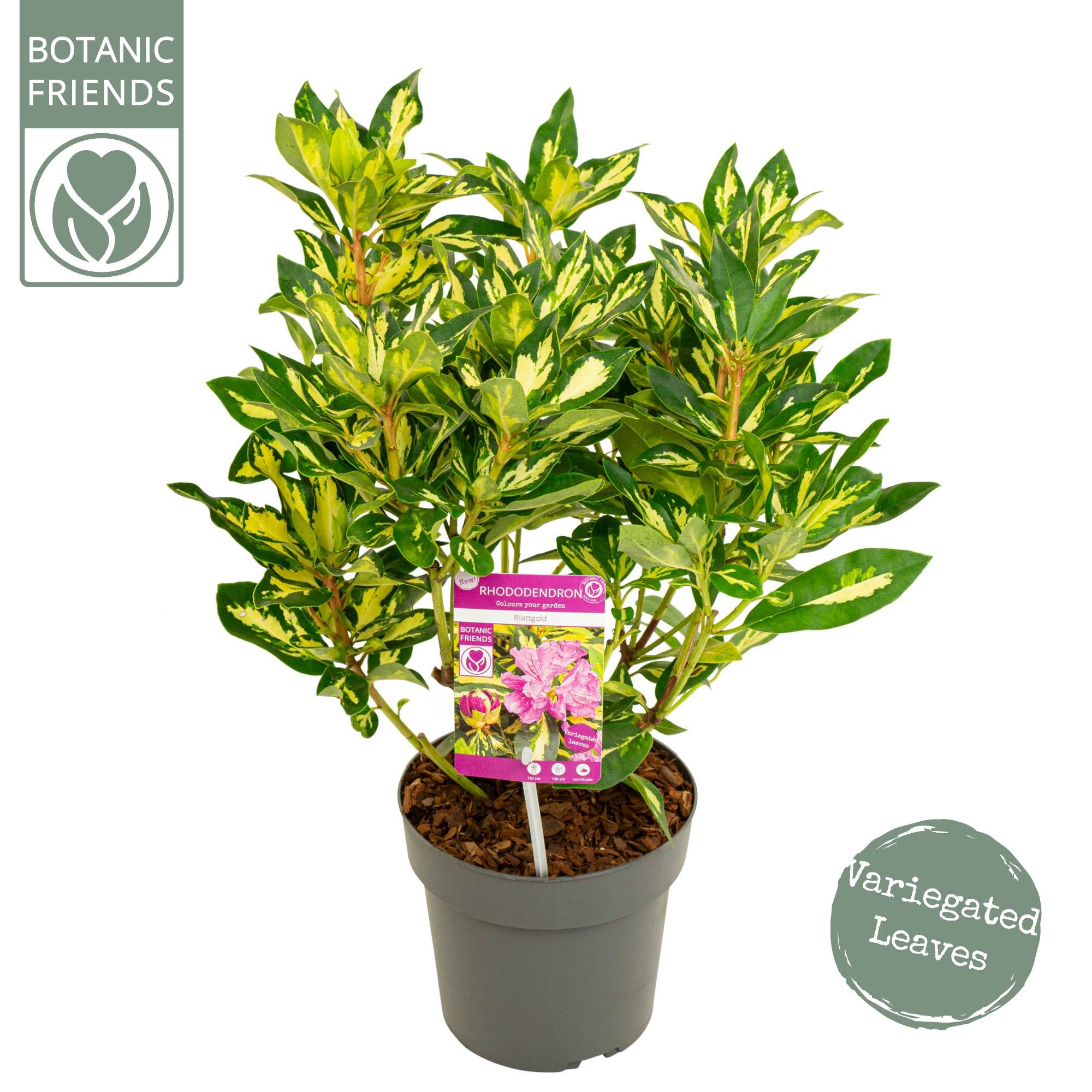 Rhododendron 'Blattgold' ®, D 19