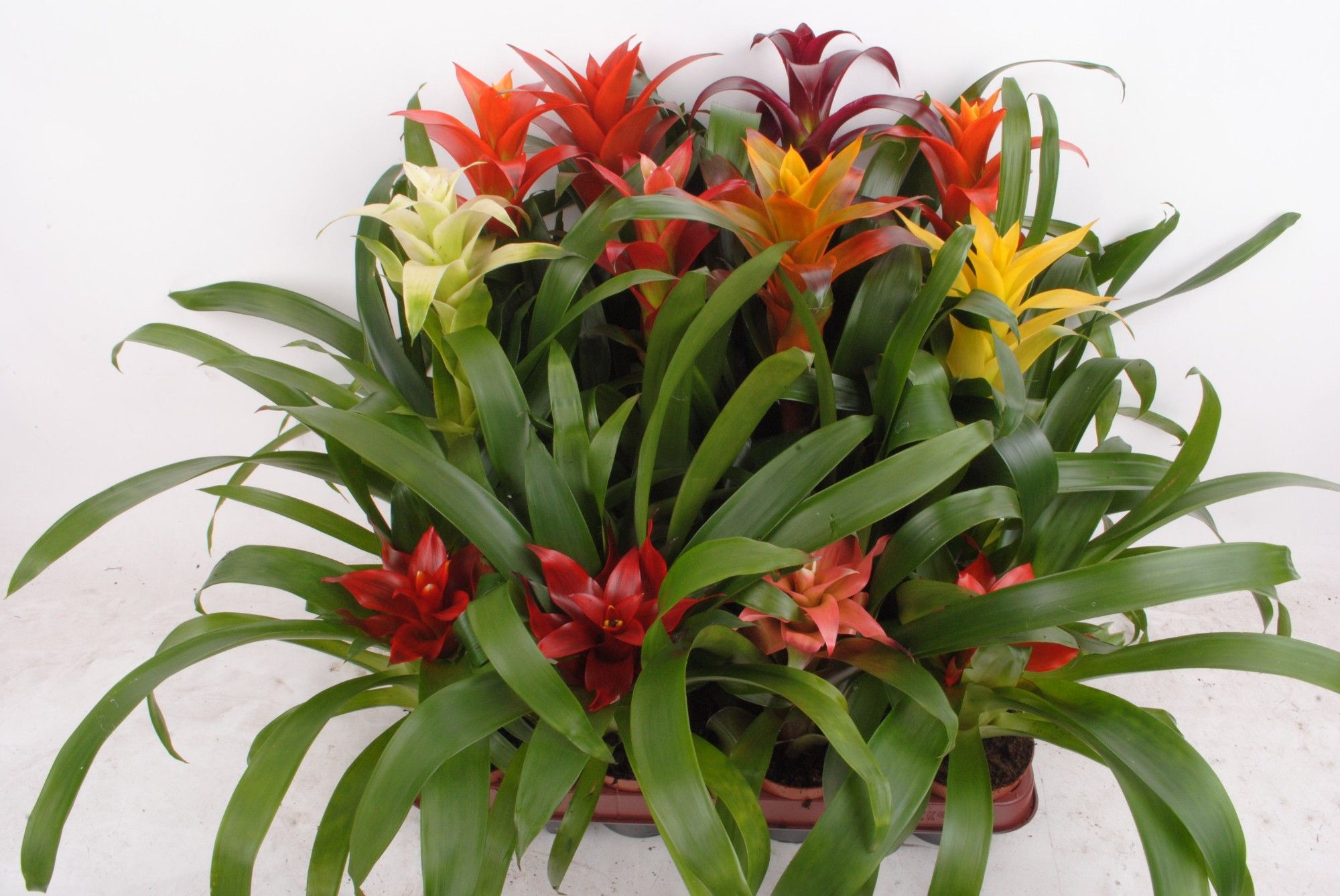 Guzmania, D 9