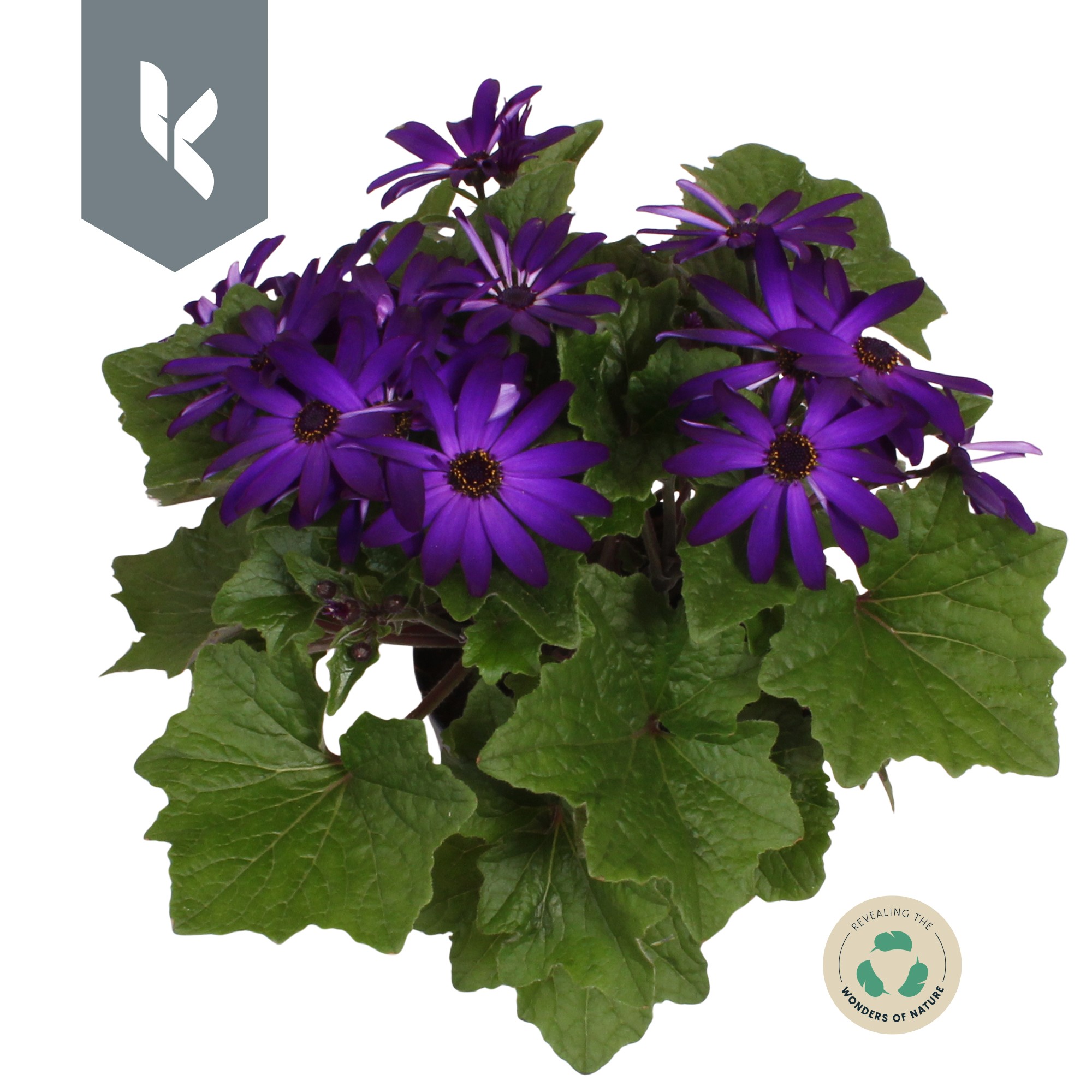 Senetti Deep Blue, D 12