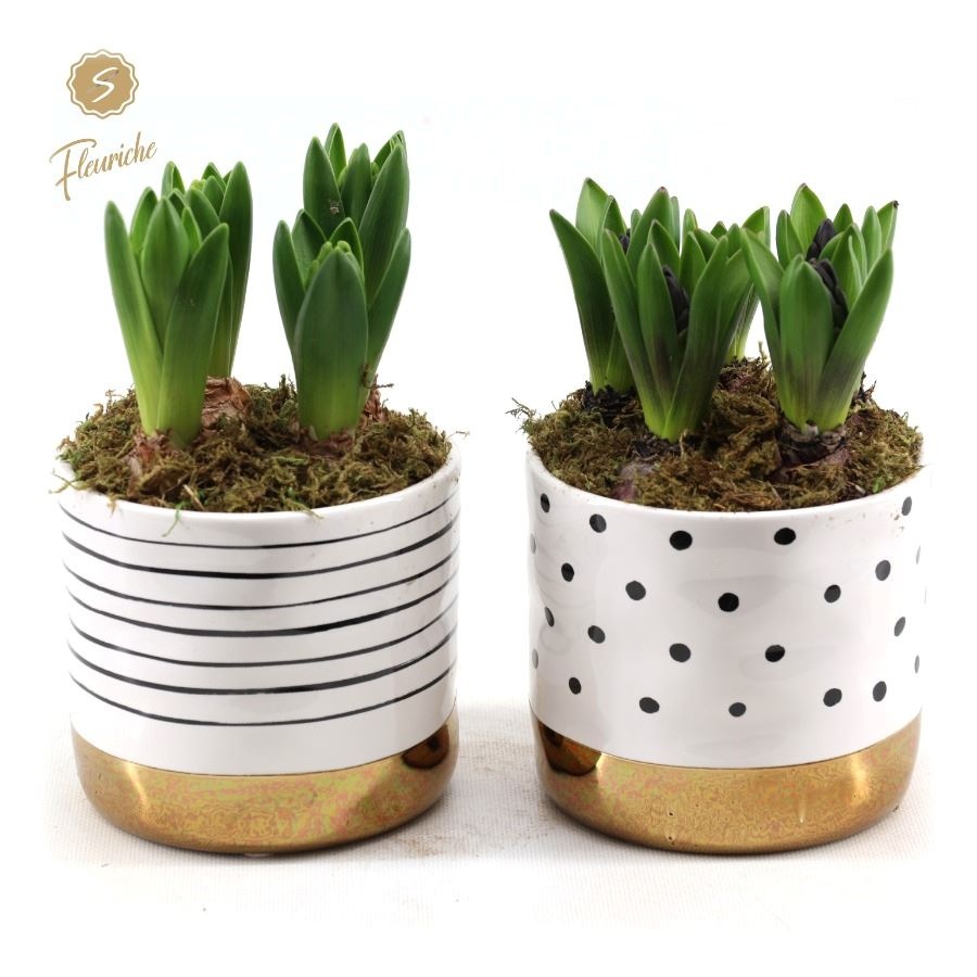 (3613) Hyacint Stripes & Dots [L] 3PP Mos, D 14