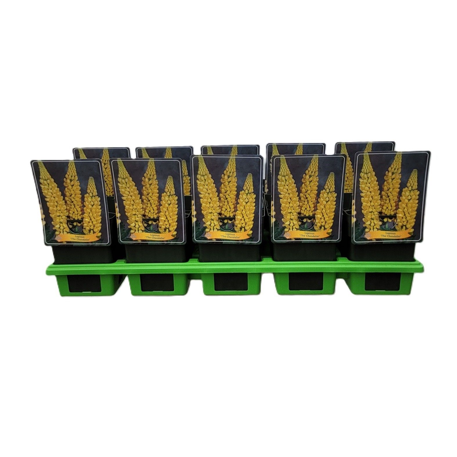 Lupinus 'The Chandelier' P11, D 11