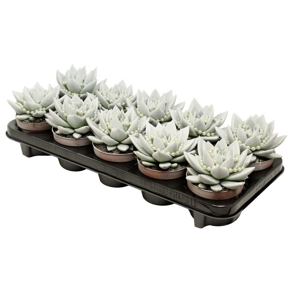 Miranda coloured white + chain, D 10,5