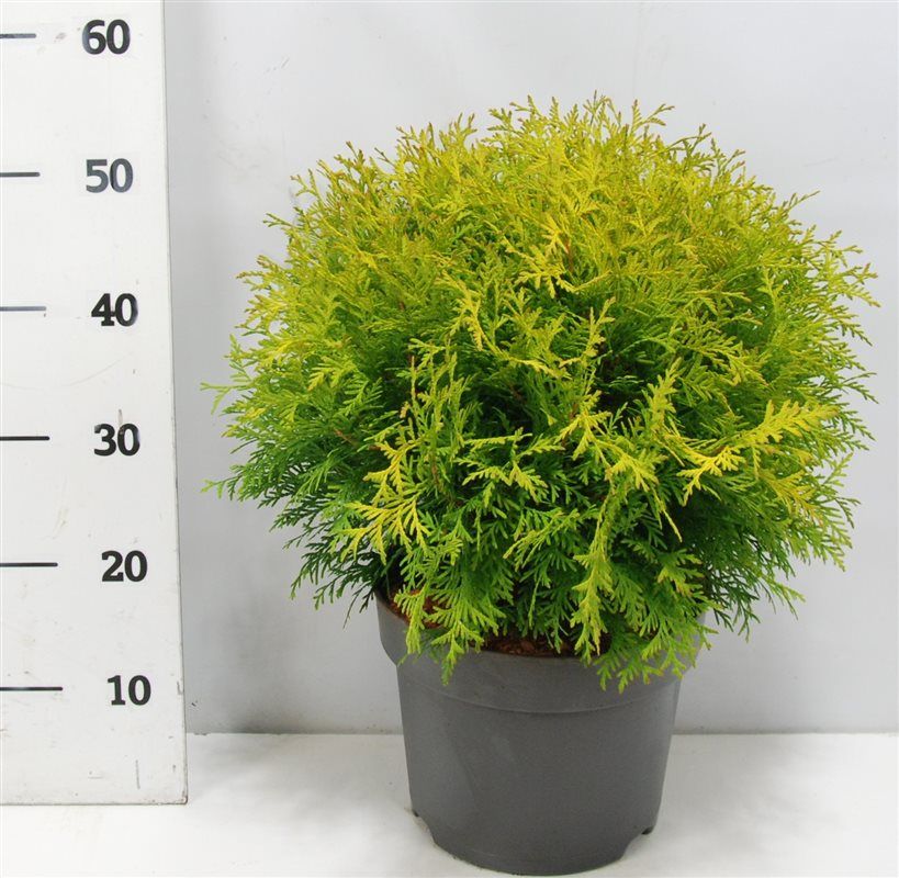 Thuja occ. 'Golden Globe', D 26