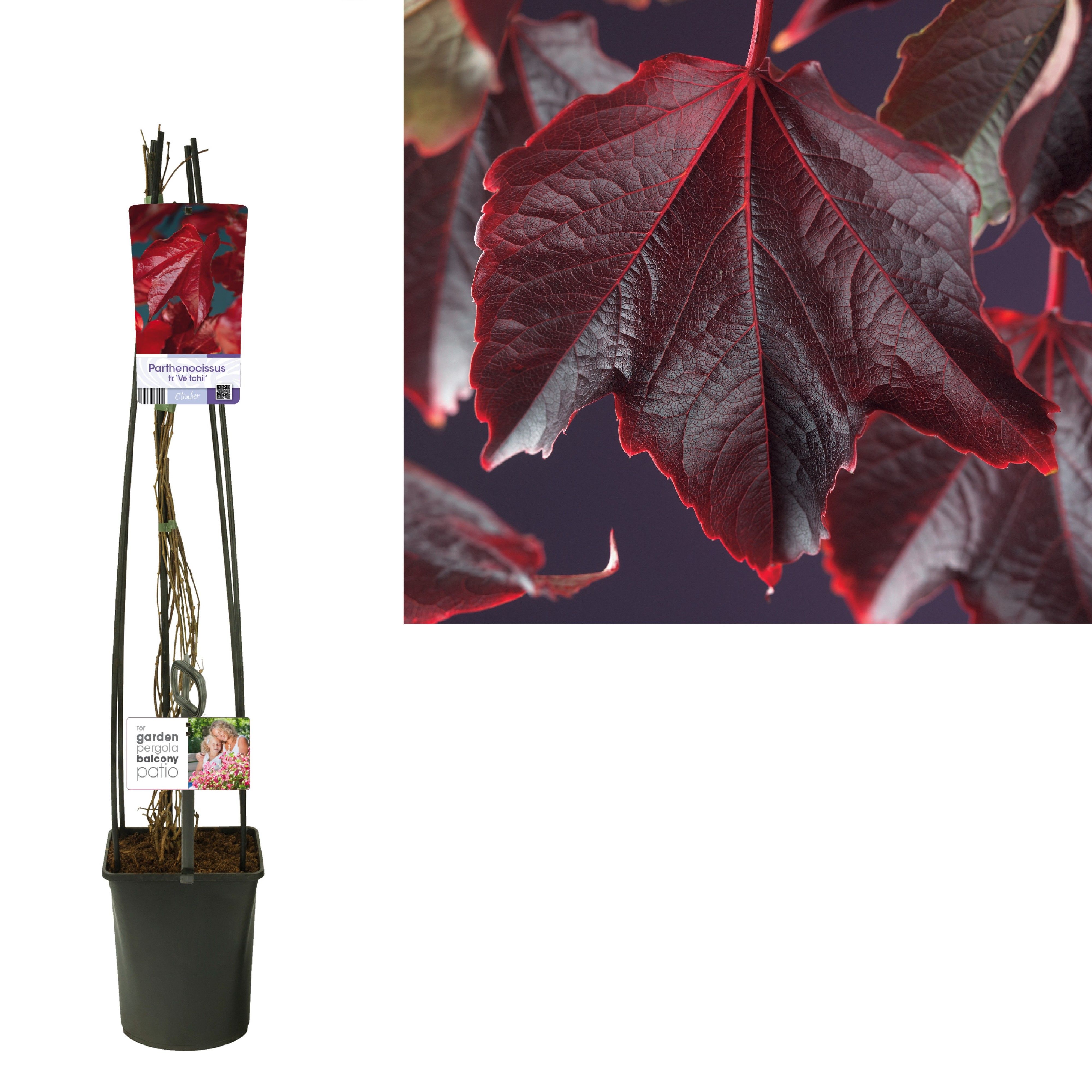 Parthenocissus tr. 'Veitchii' +light label, D 23