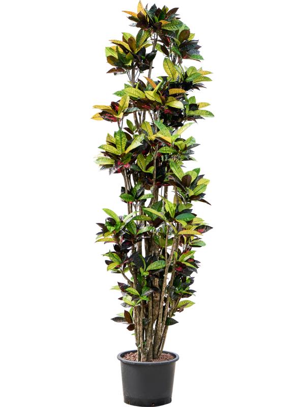 Croton (Codiaeum) variegatum 'Mrs. Iceton', D 32