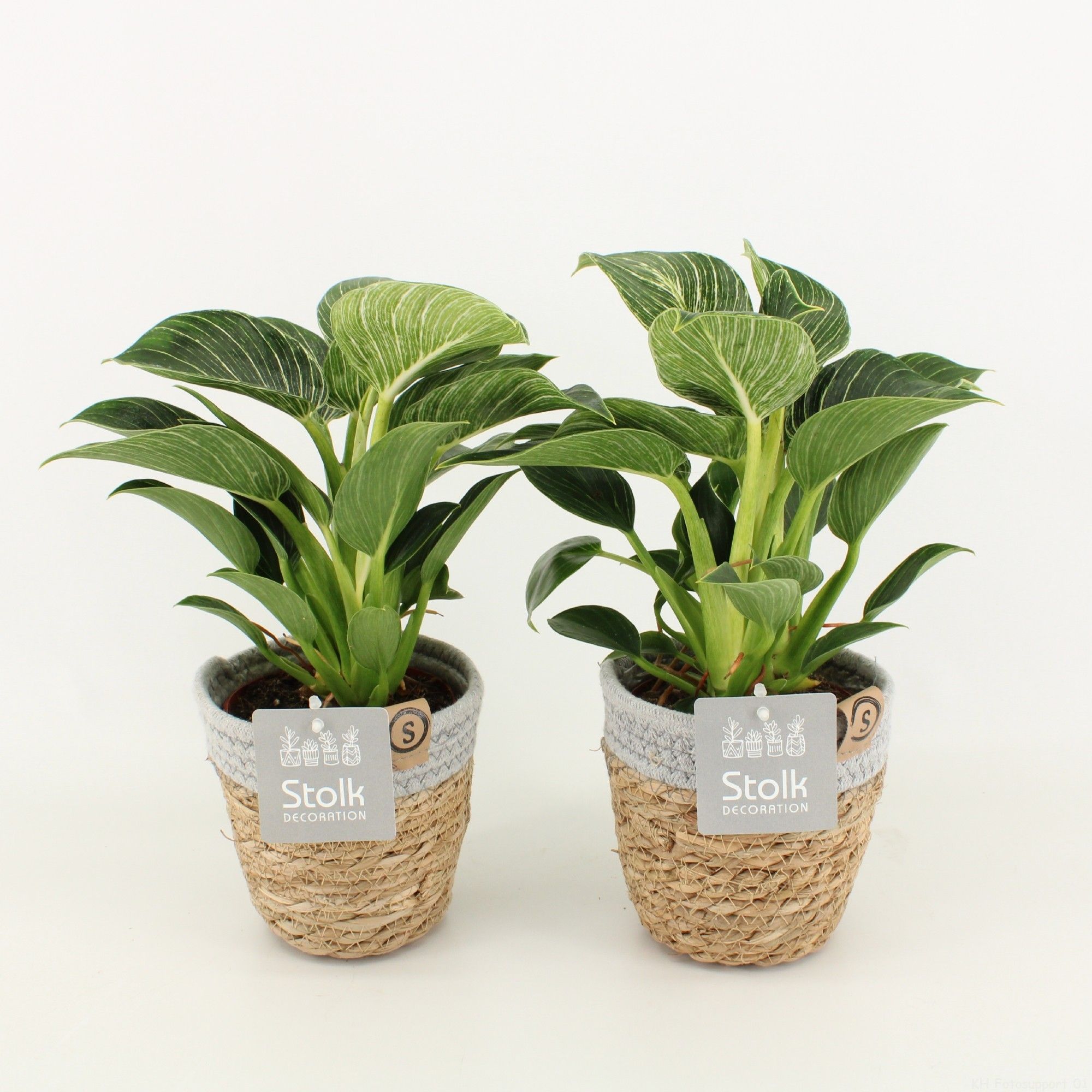 Philodendron White Wave in Basket, D 13