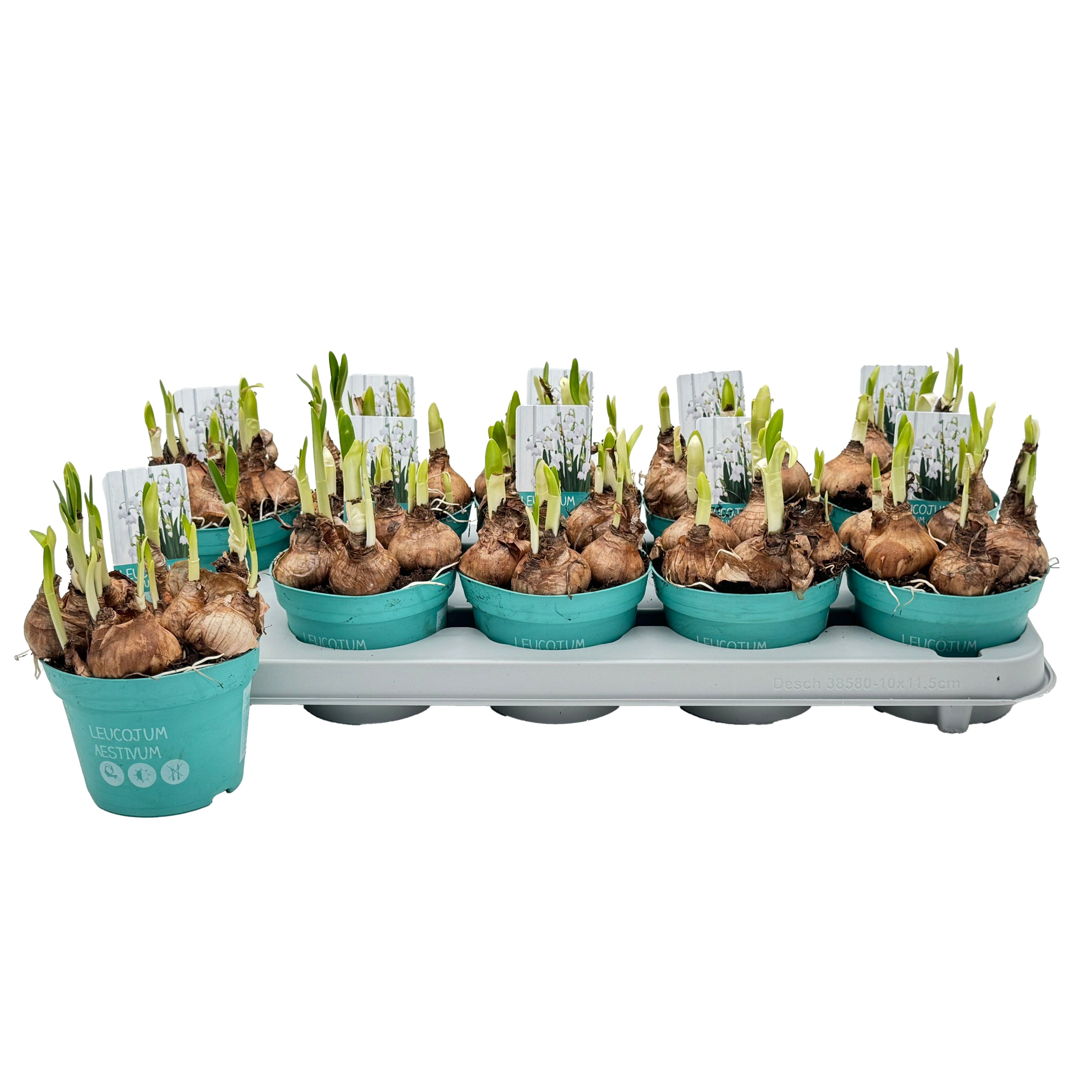 Leucojum Aestivum 'Diamond Collection', D 12