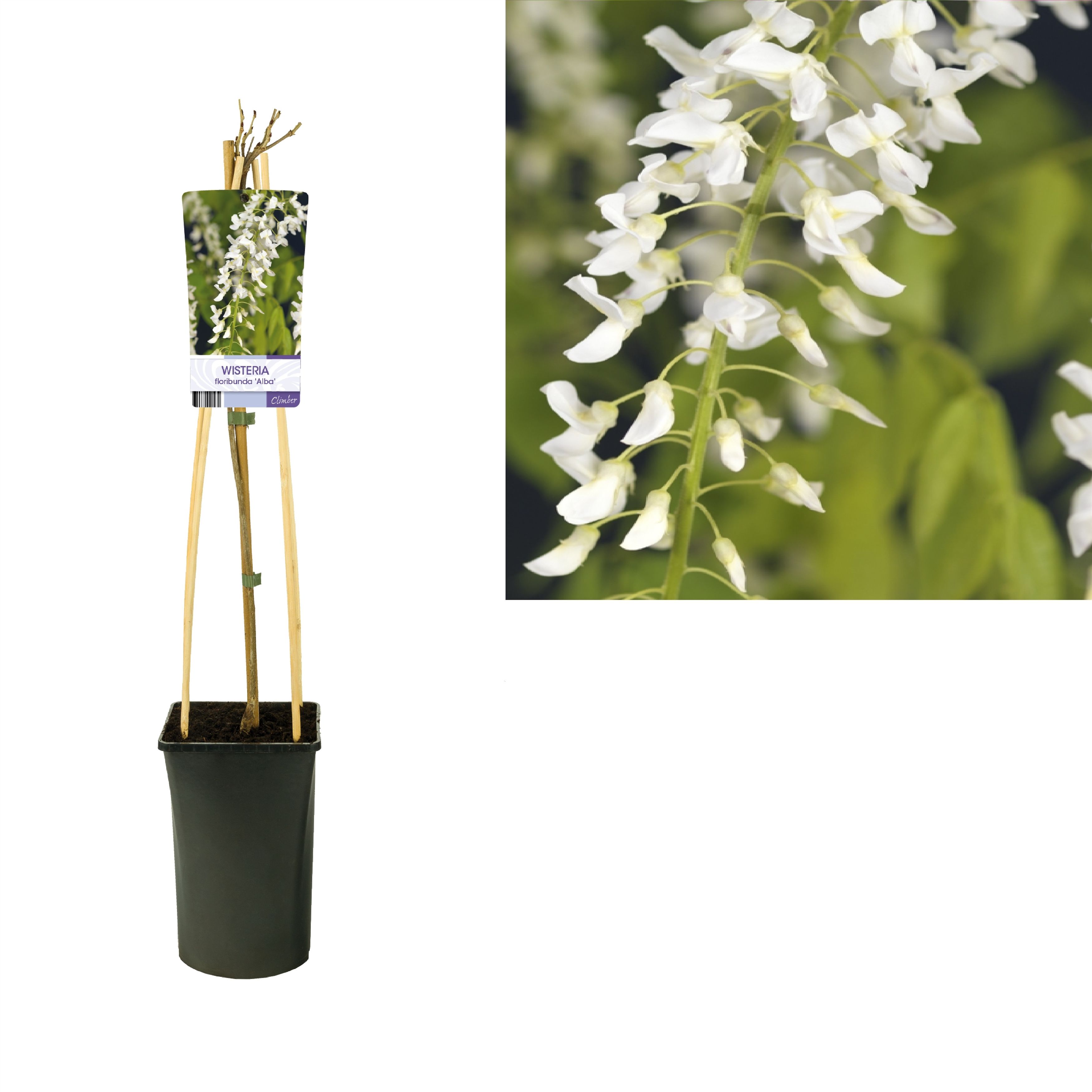 Wisteria floribunda 'Alba' +light label, D 17