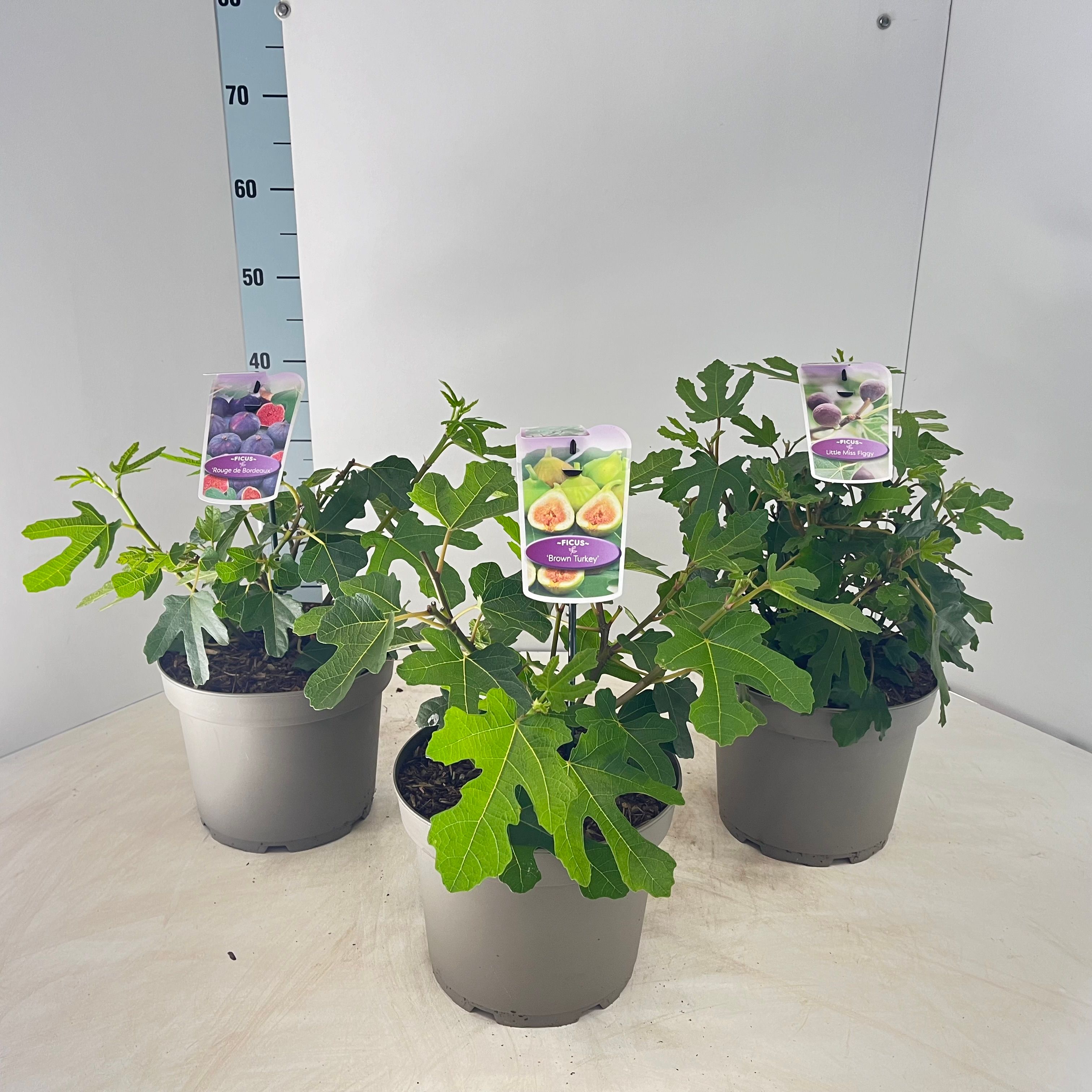 Ficus carica mix (minimum order one layer), D 23