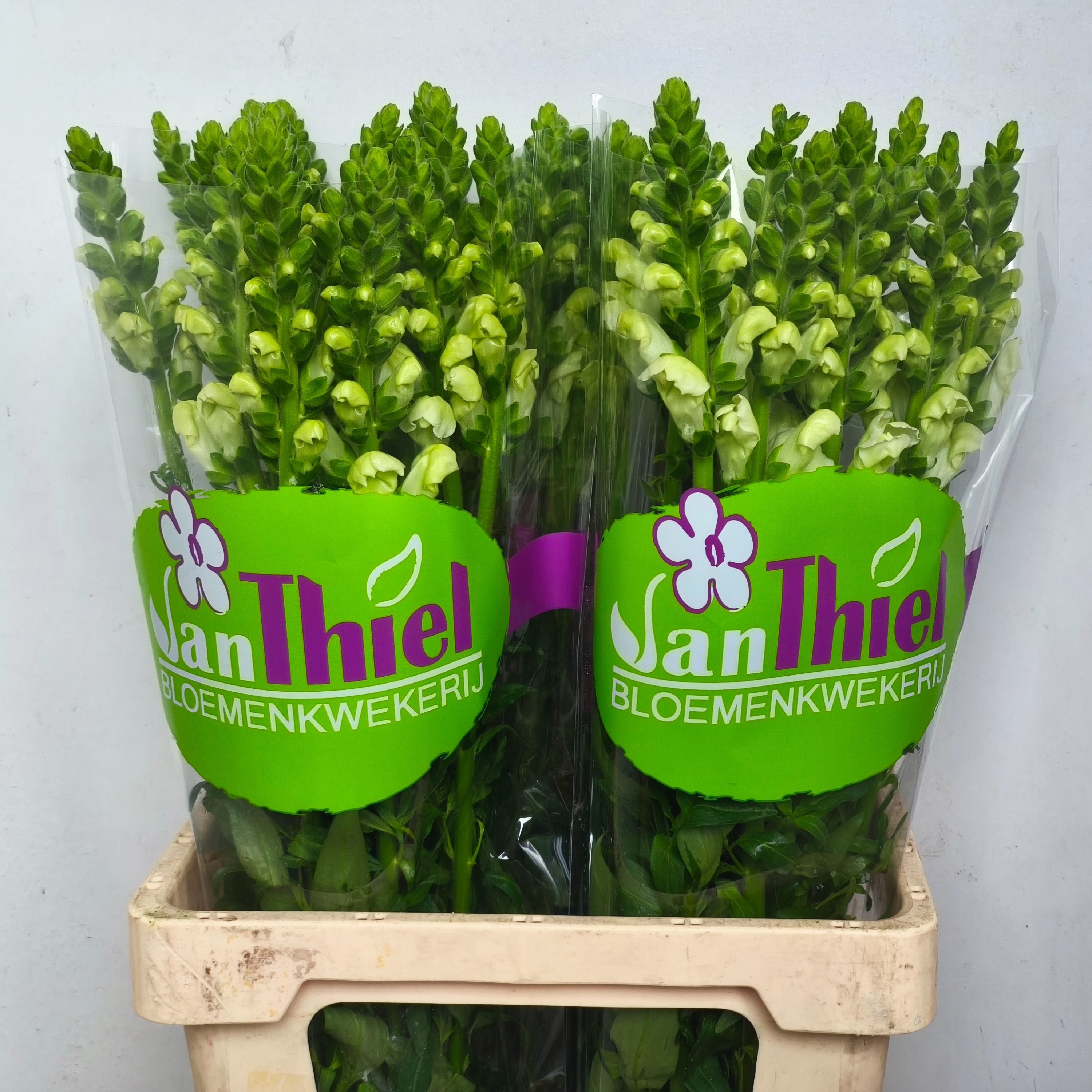 Антирринум Потомак Эрли Вайт (бел.), шт.