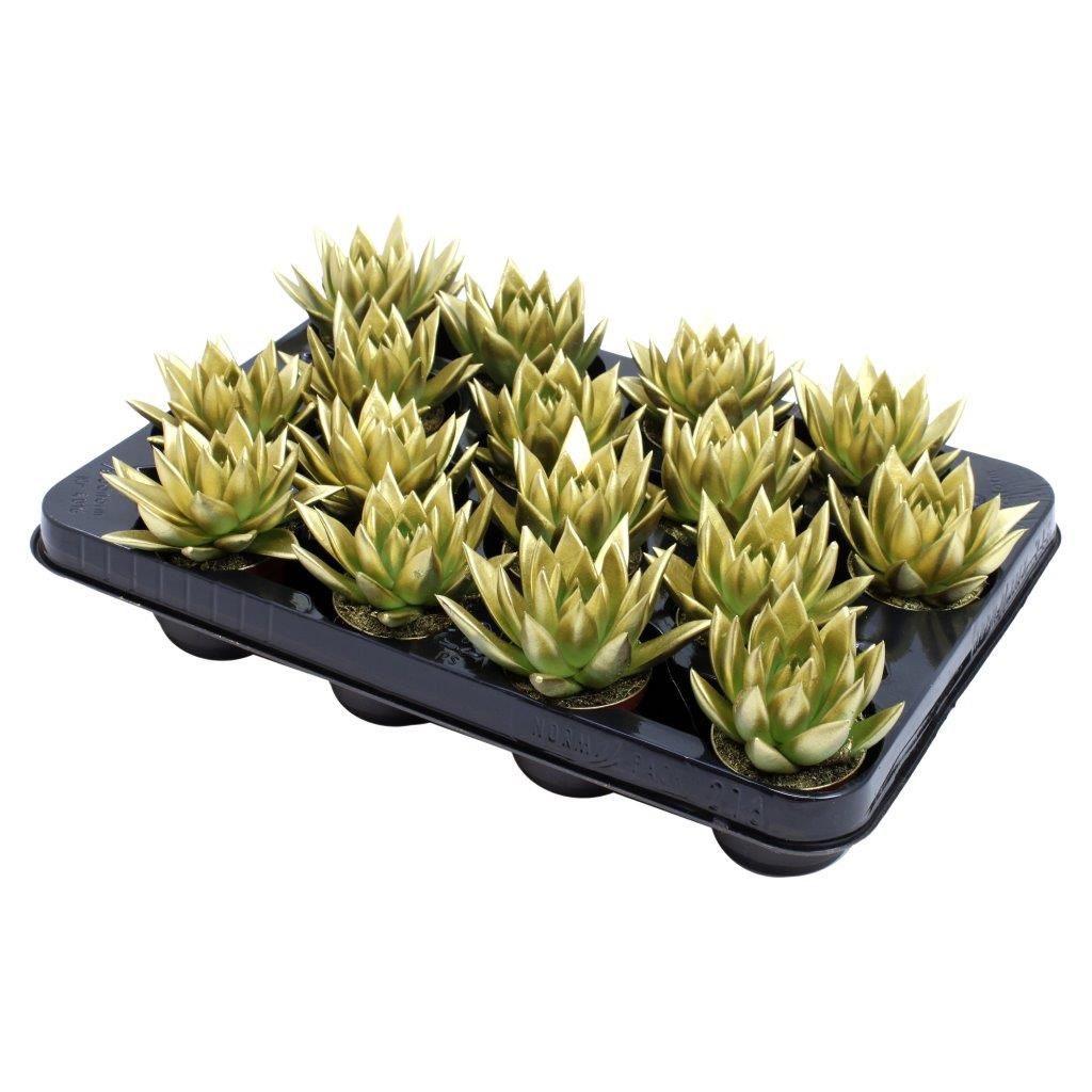 Miranda coloured gold, D 6