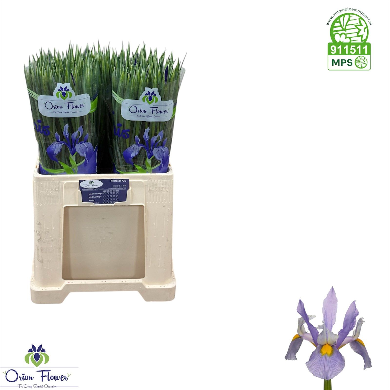 Ирис Шанхай, шт.