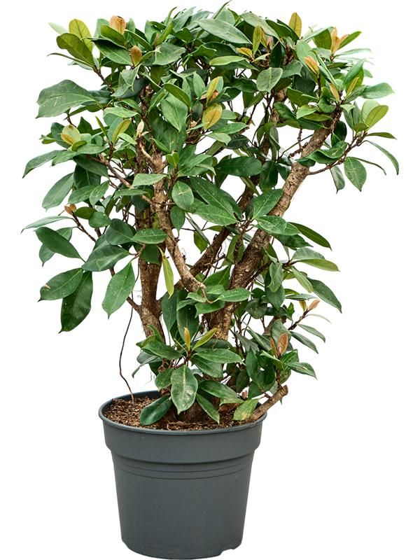 Ficus cyathistipula (140-180), D 38