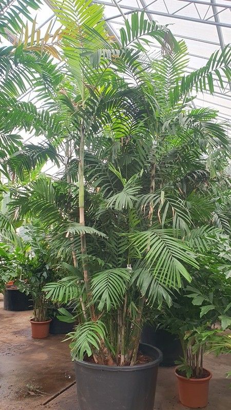 Pthychosperma macarthurii, D 96