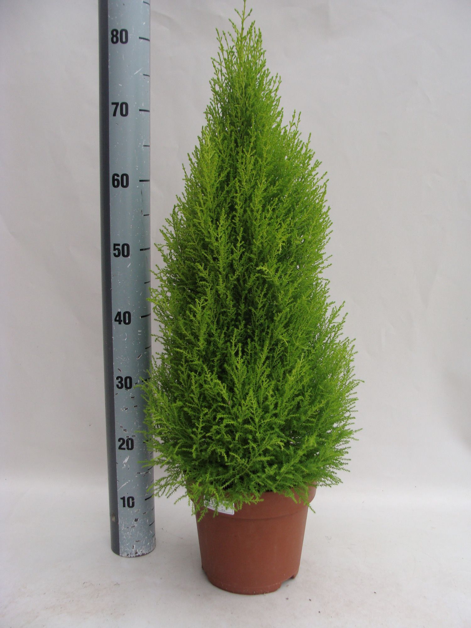 Goldcrest Wilma 21 cm 85/90cm, D 21