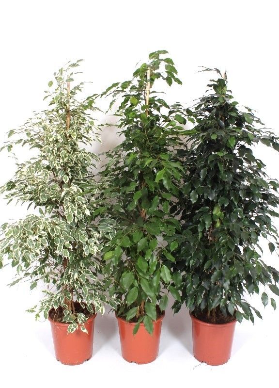 Ficus Mixkar, D 27