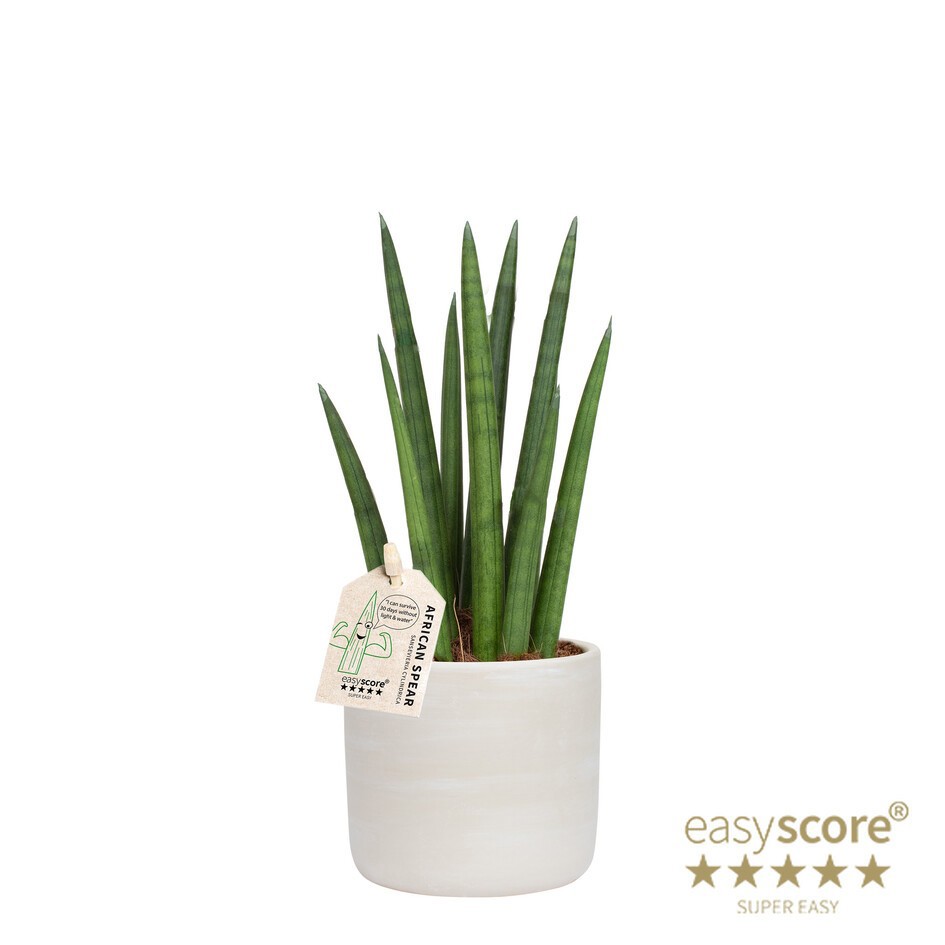 SANSEVIERIA CYLINDRICA 40931554 Raw G Rocket, D 10