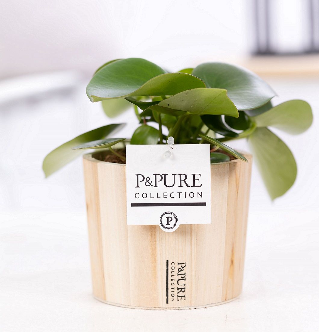 Peperomia Raindrop in P&PURE Wood 5, D 12