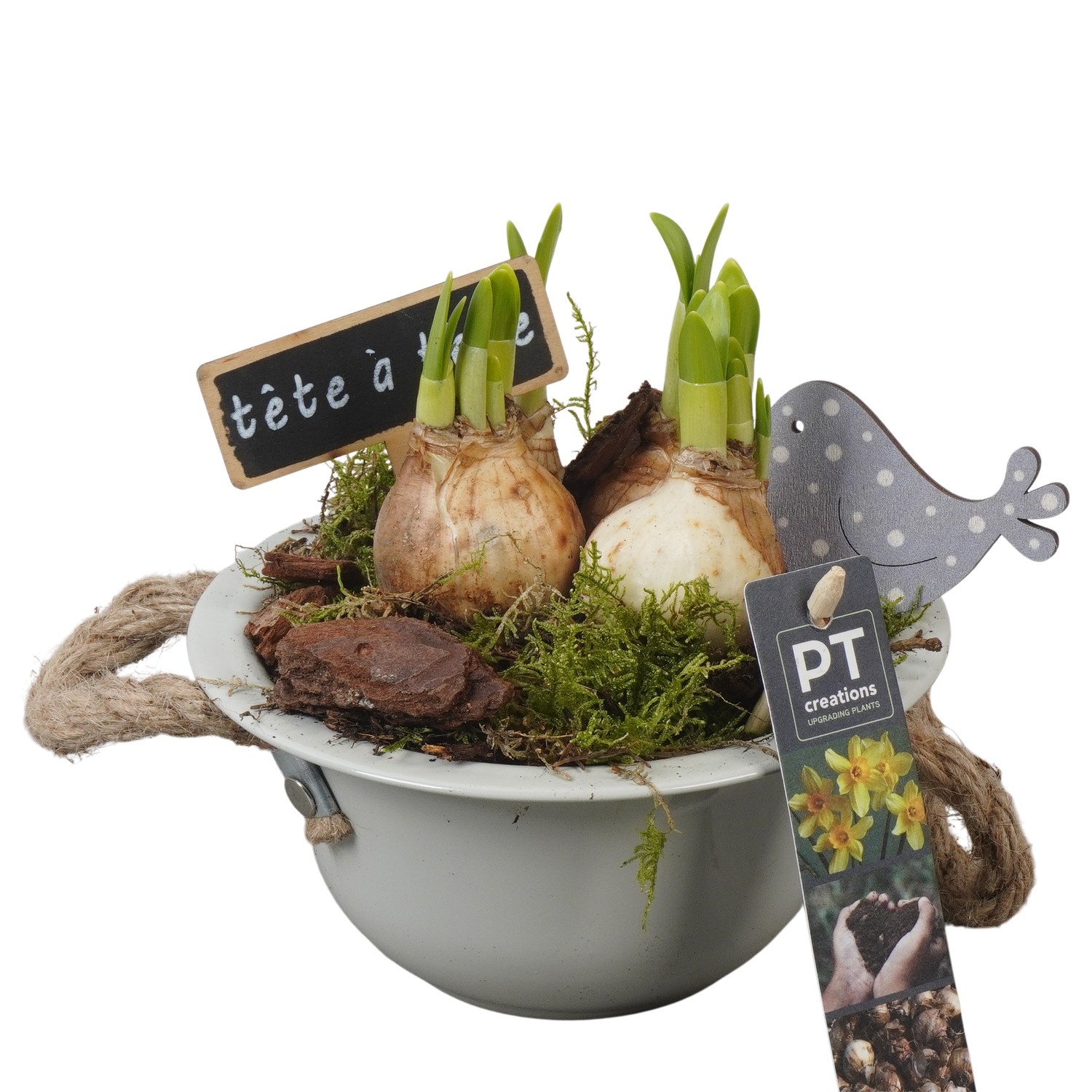 PTN8521 Arrangement Narcissus in zink schaal, D 16