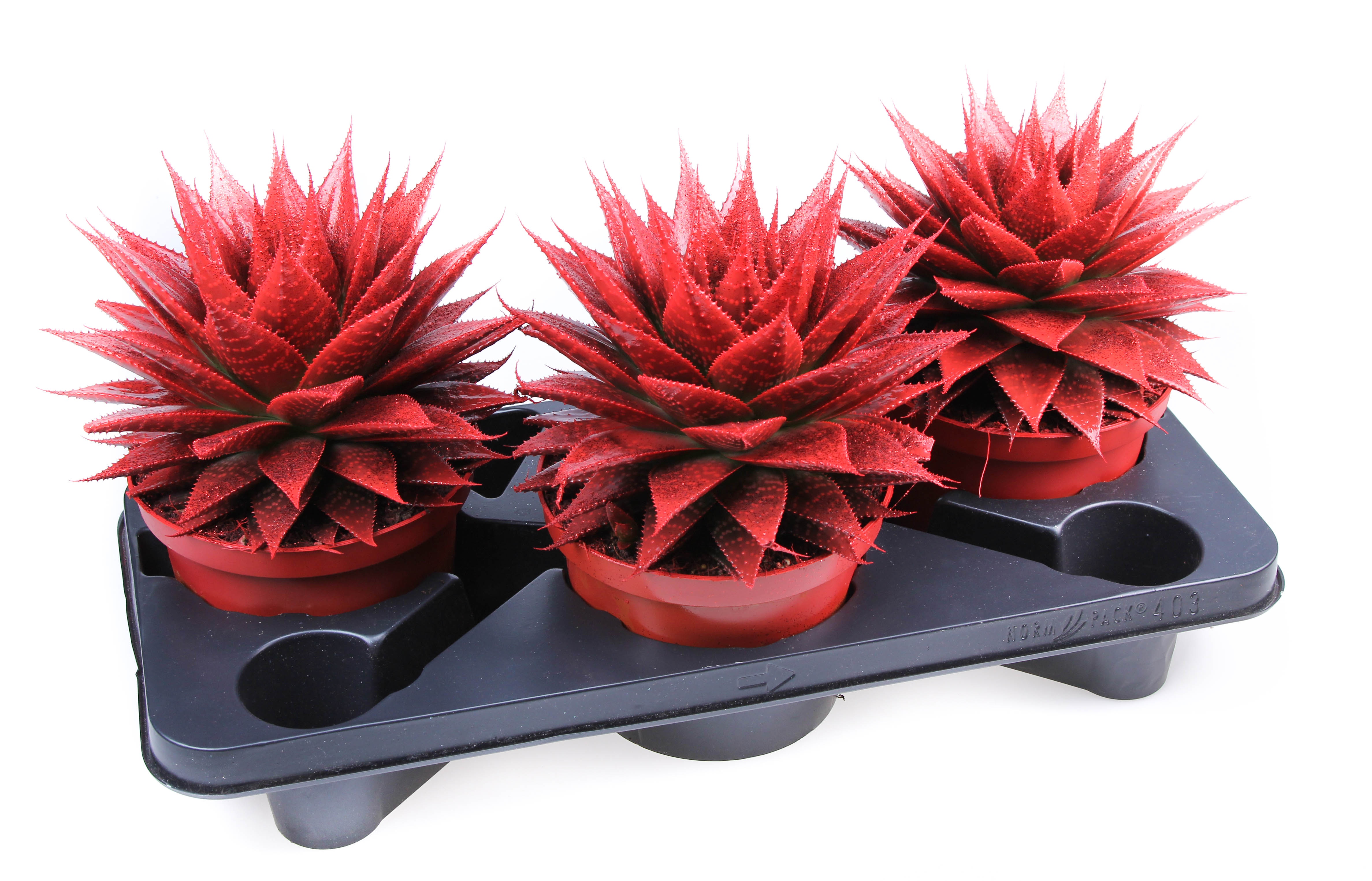 Aloe Red + gliter, D 17