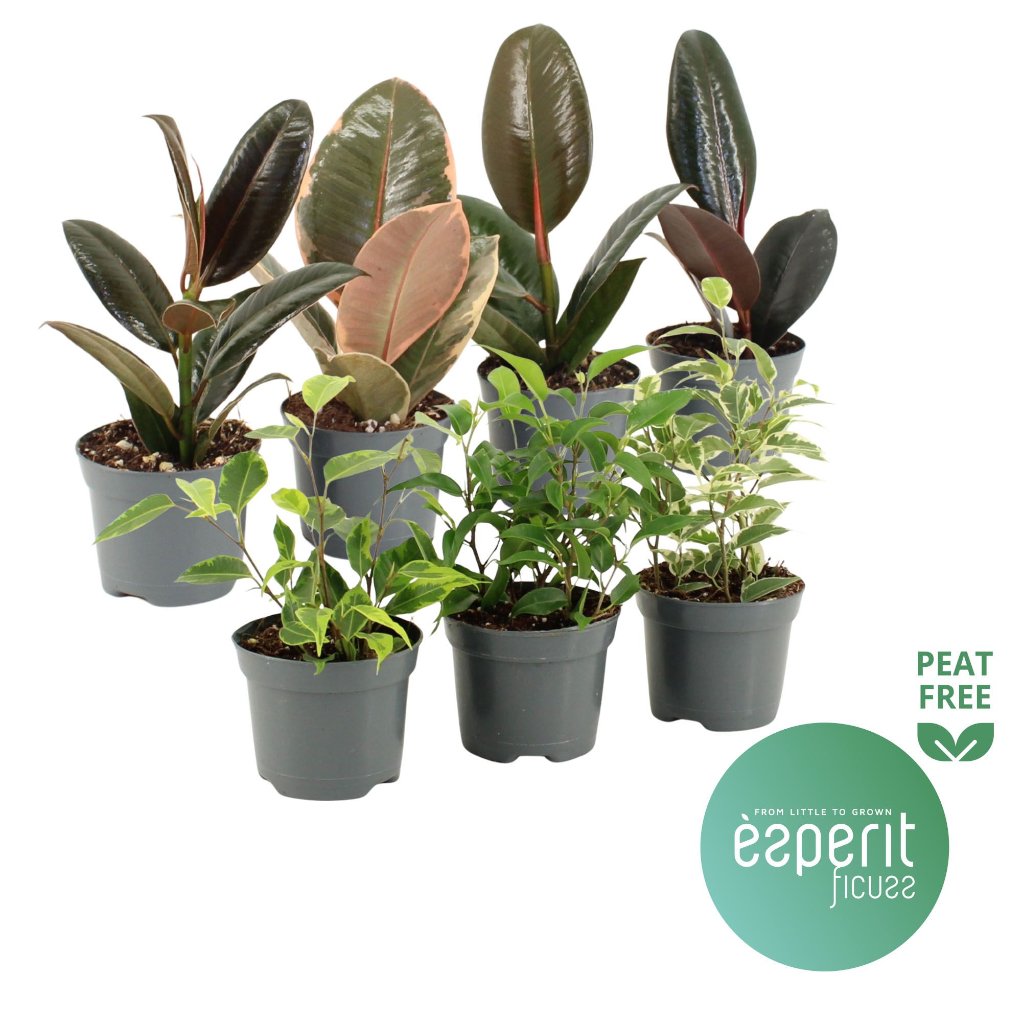 Ficus Ficuss Mix 5-7 srt., D 8,5