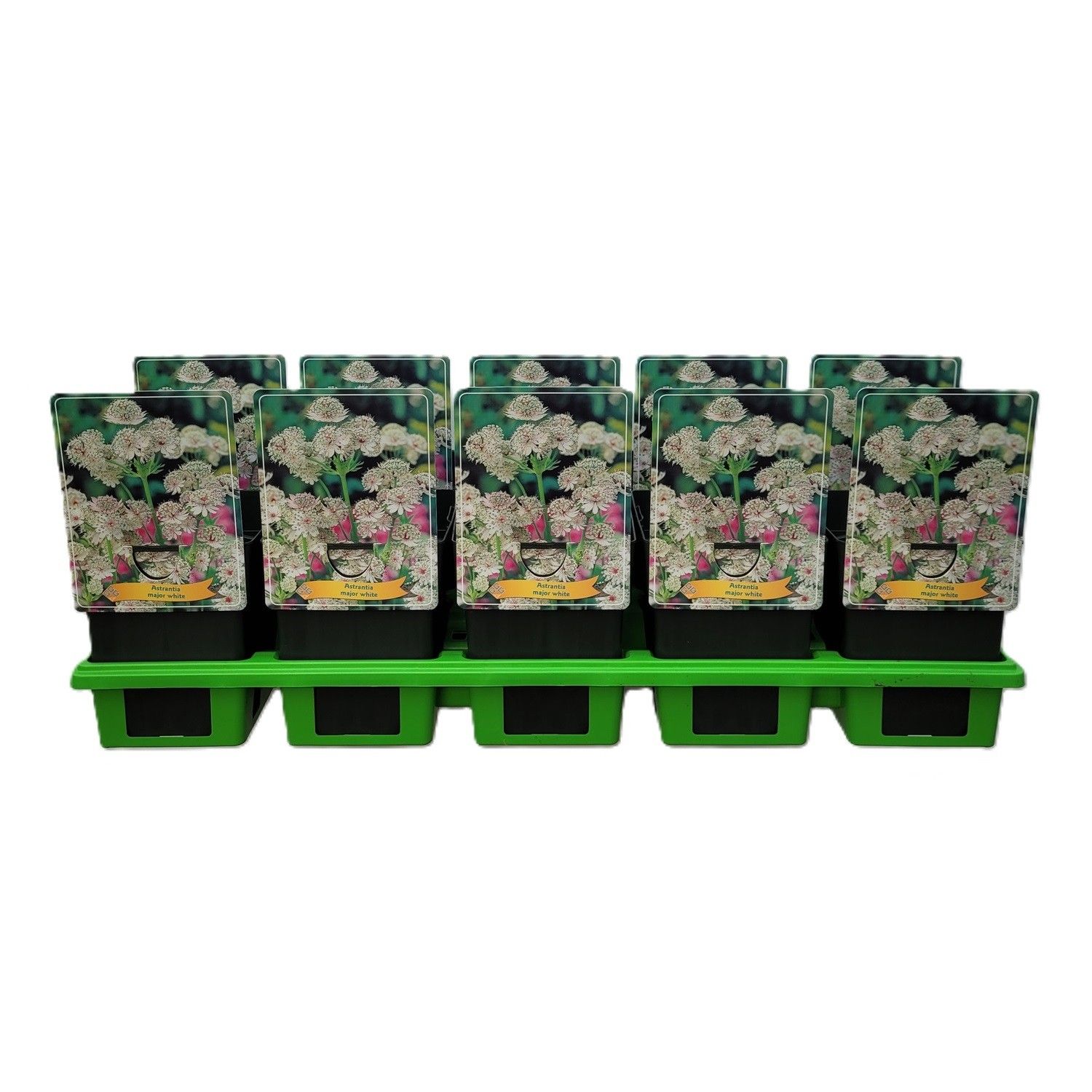 Astrantia Major White P11, D 11