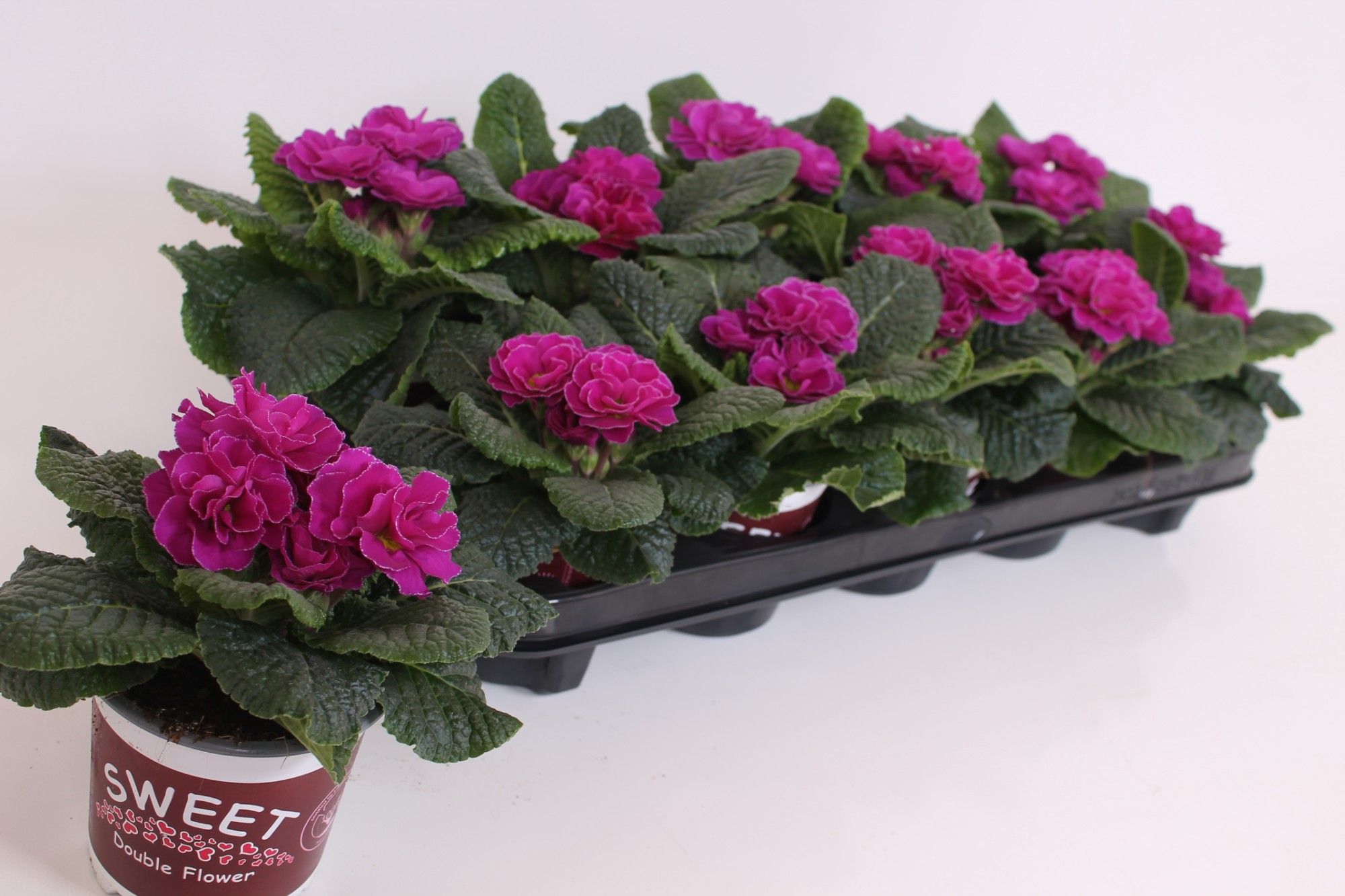 Primula Sweet Special - Rubens Purple, D 11