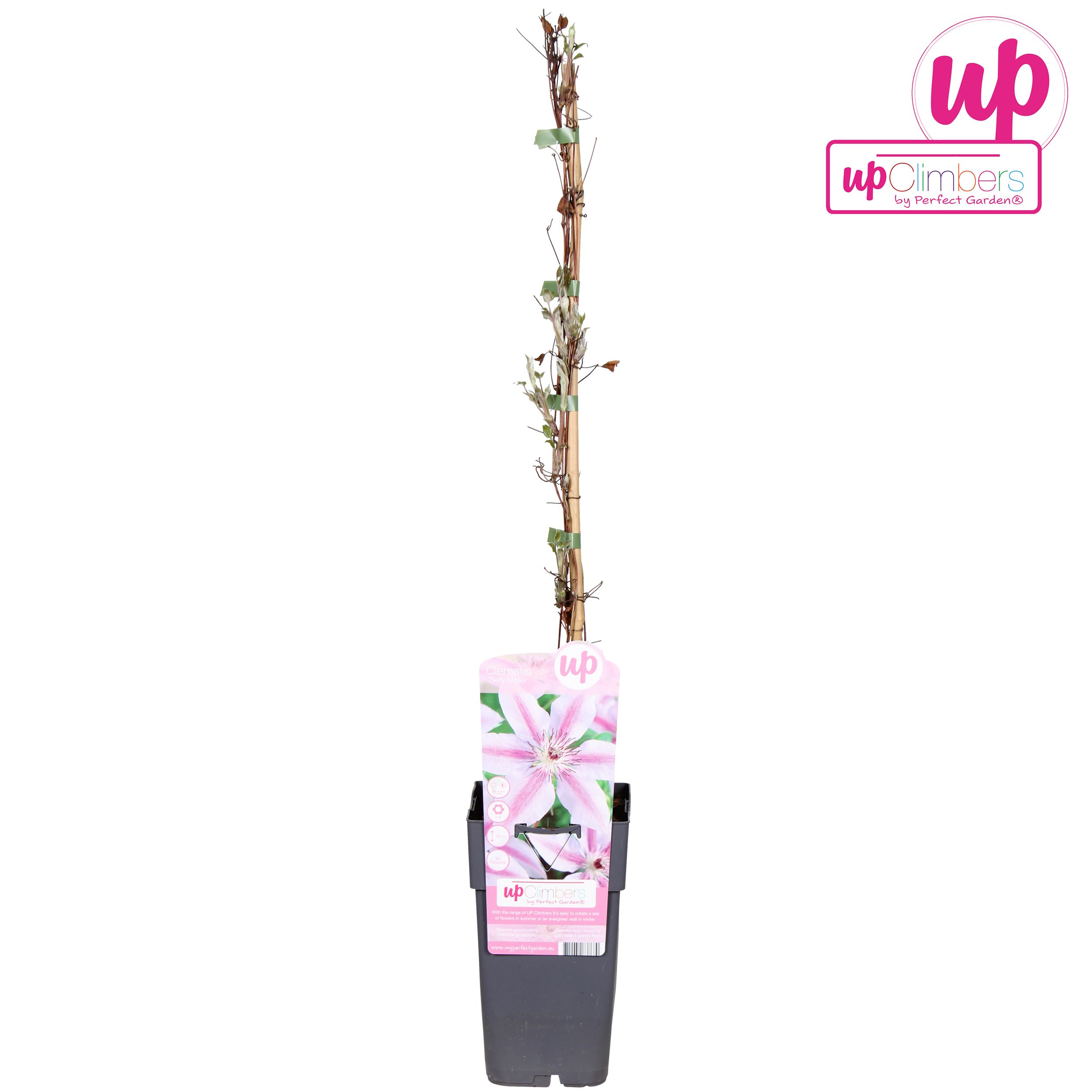 Clematis Nelly Moser P15, D 15