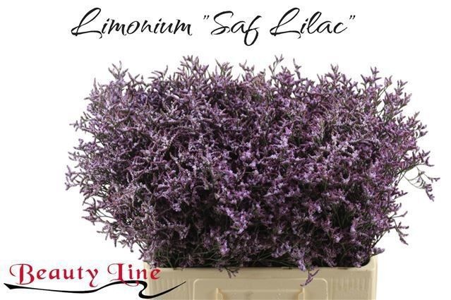 Лимониум Сафора Лилак 60 (фиолет.), шт.