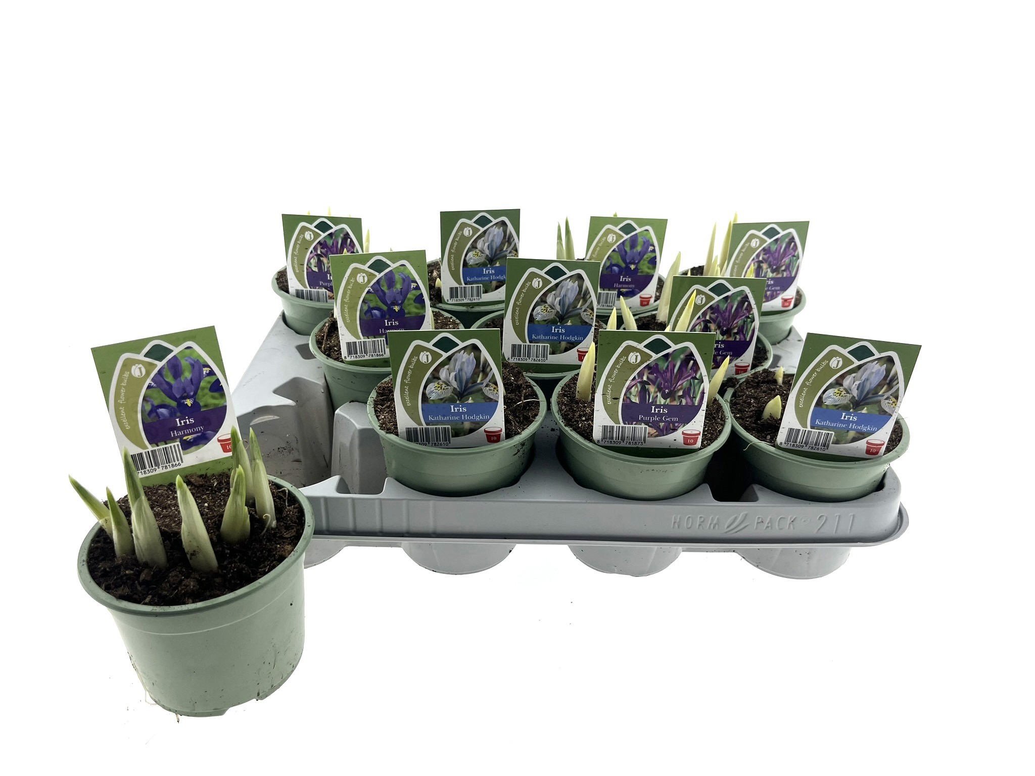 Iris Mix 10 cm, D 10