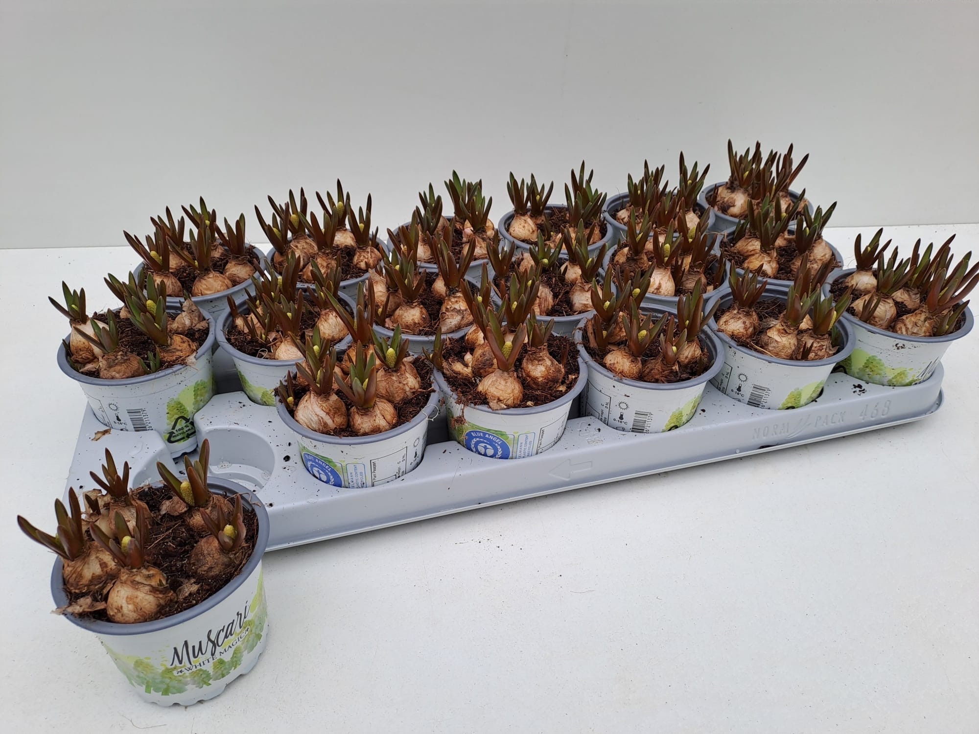 muscari white magic, D 9