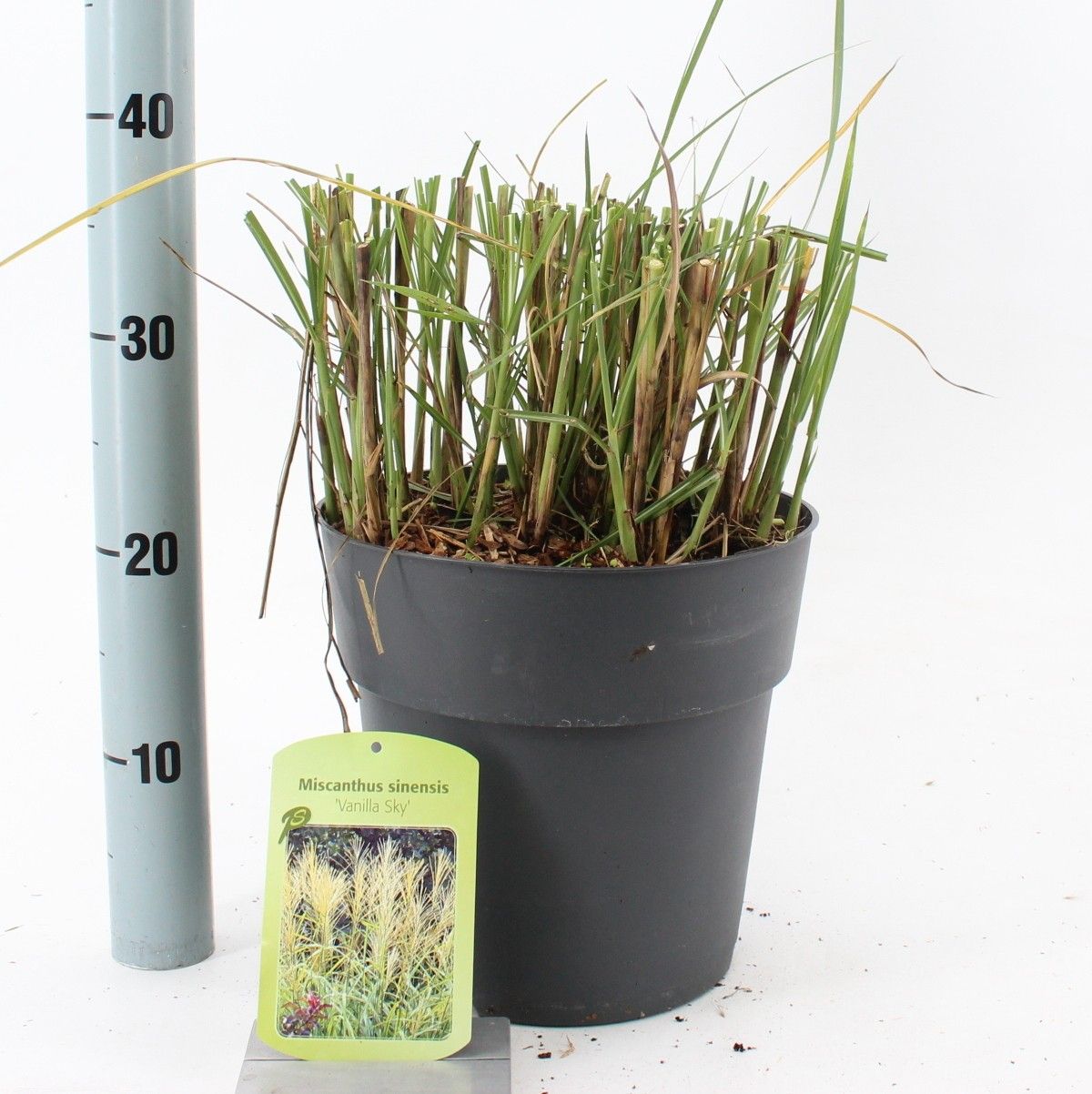 Miscanthus sin. 'Vanilla Sky', D 23