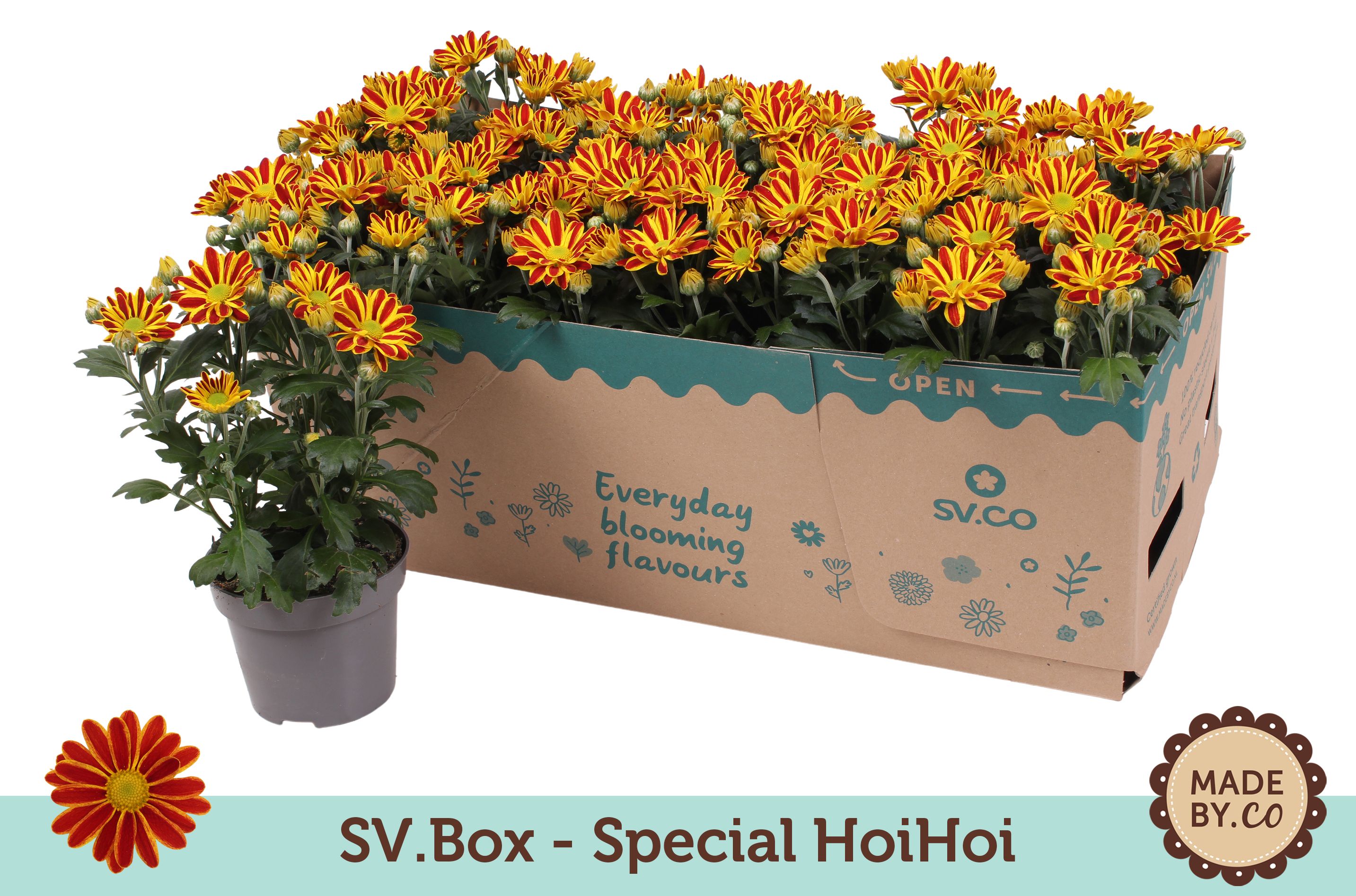 Chrysant Special HoiHoi in SV.Box, D 12