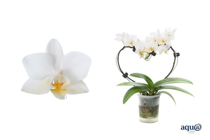 Phal p06 Tiny Dolls heart white 2T12+ Aqu@, D 6