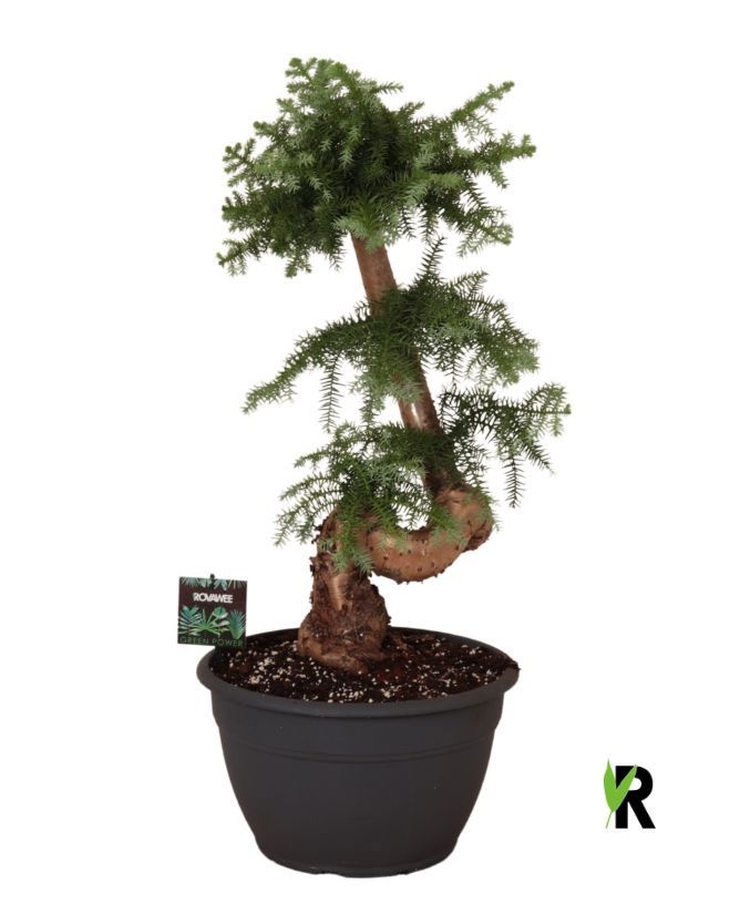 Araucaria bidwillii bonsai, D 30
