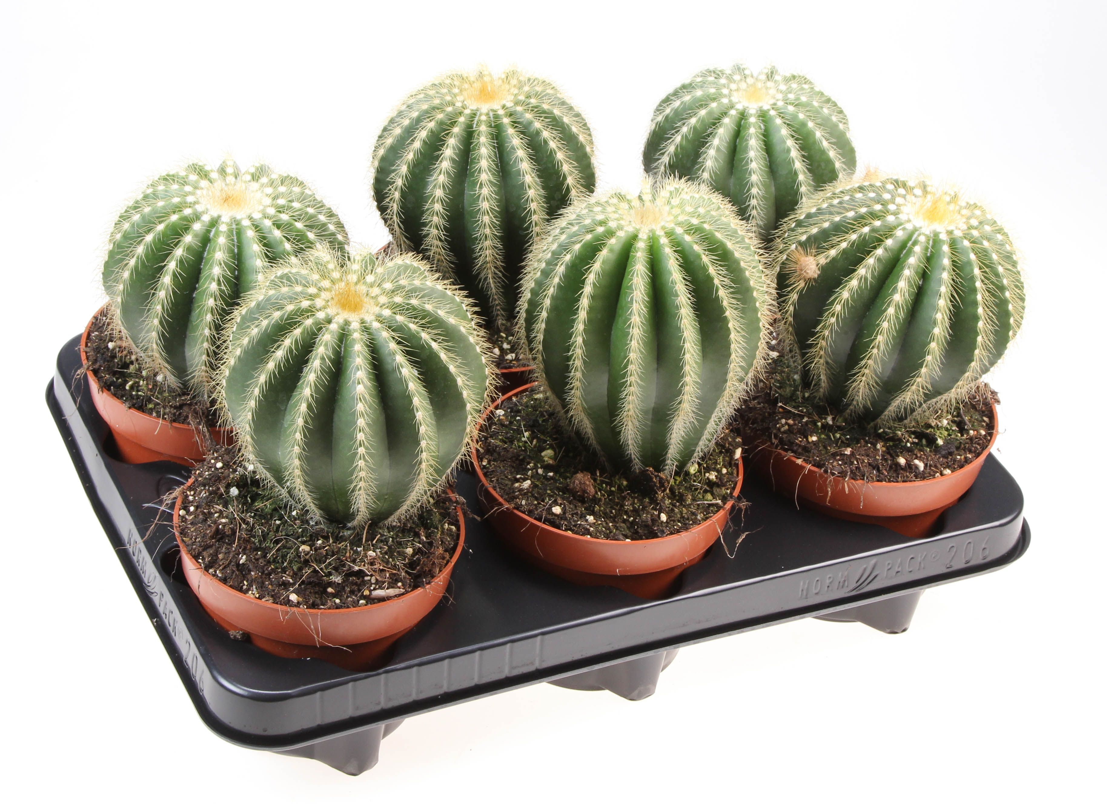 Notocactus Warassi, D 12